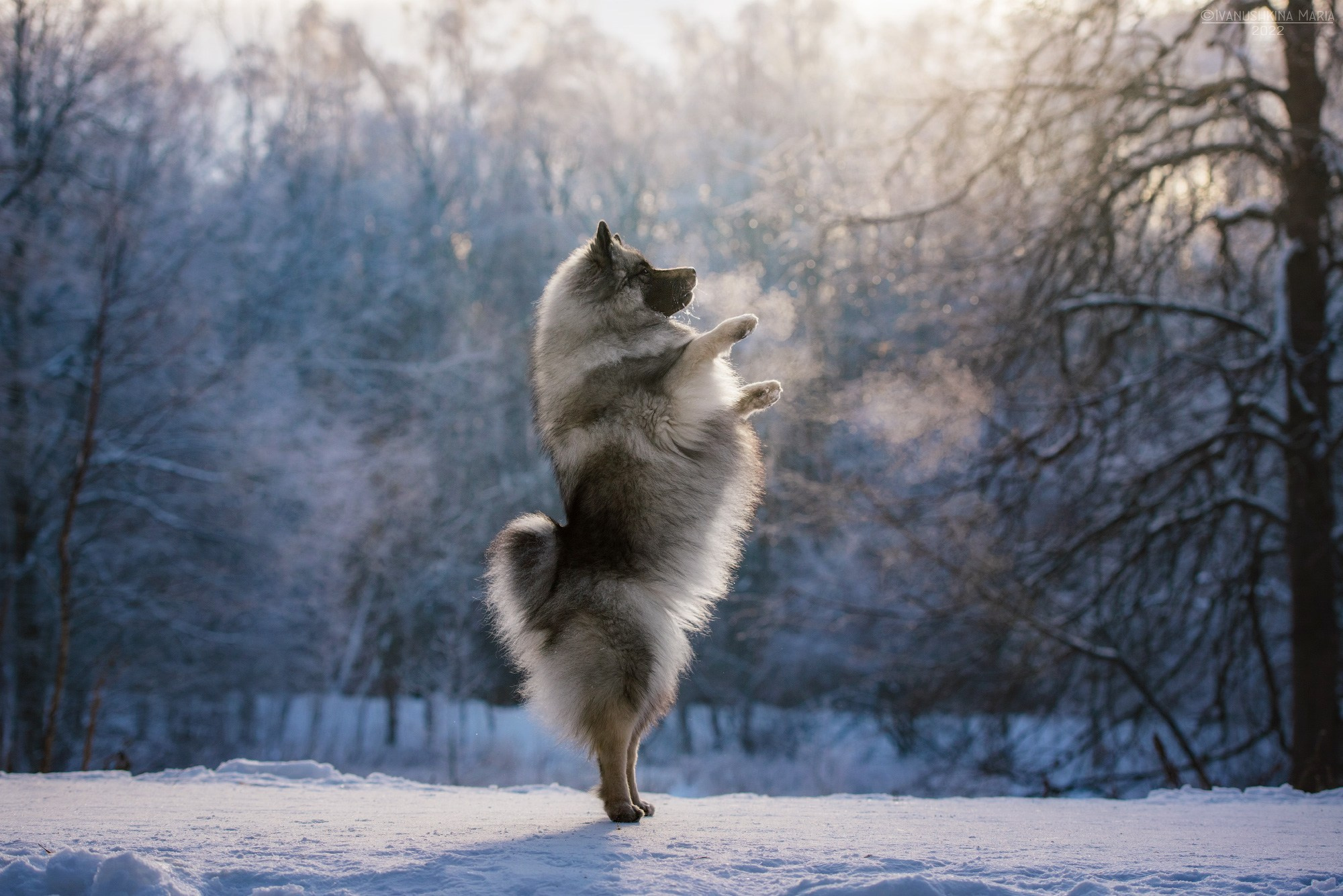 вольфшпиц кеесхонд