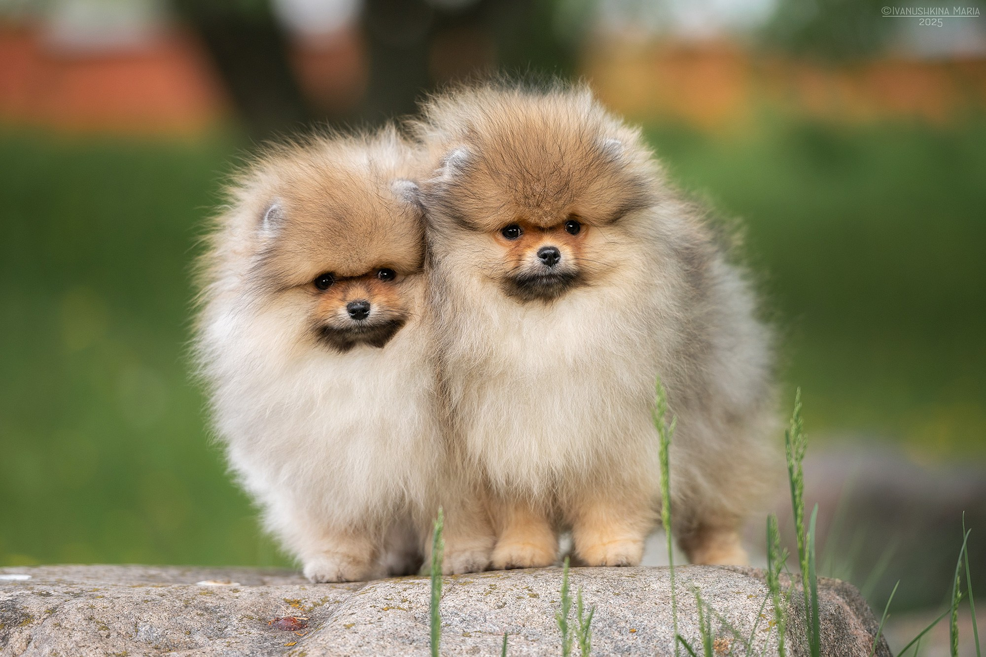 Фотосессия щенков на продажу. Фотограф собак в Москве и Московской области Иванушкина Мария