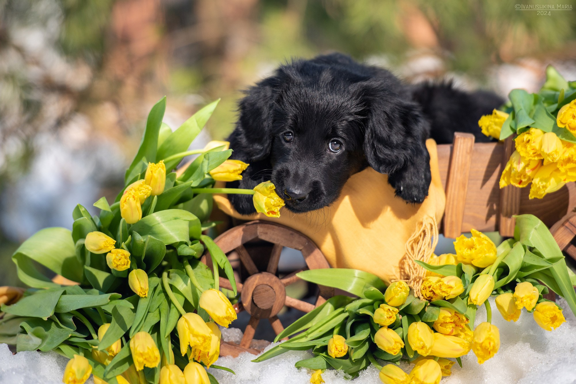 Фотосессия щенков на продажу. Фотограф собак в Москве и Московской области Иванушкина Мария
