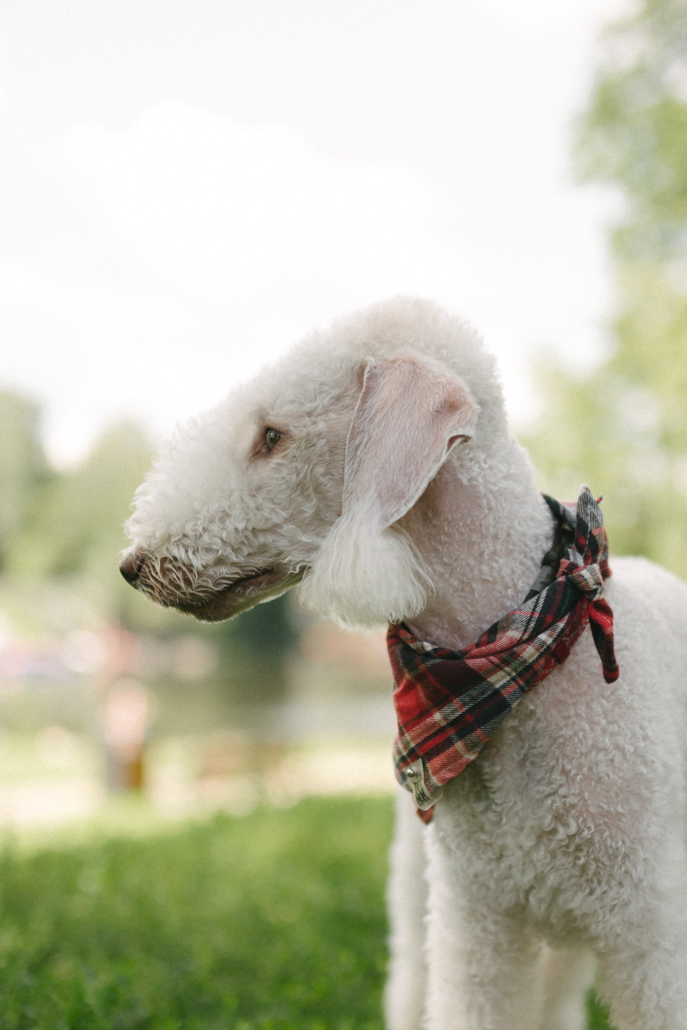 Лиза и Каспер. Фотограф анималист в Москве Ольга Агушева