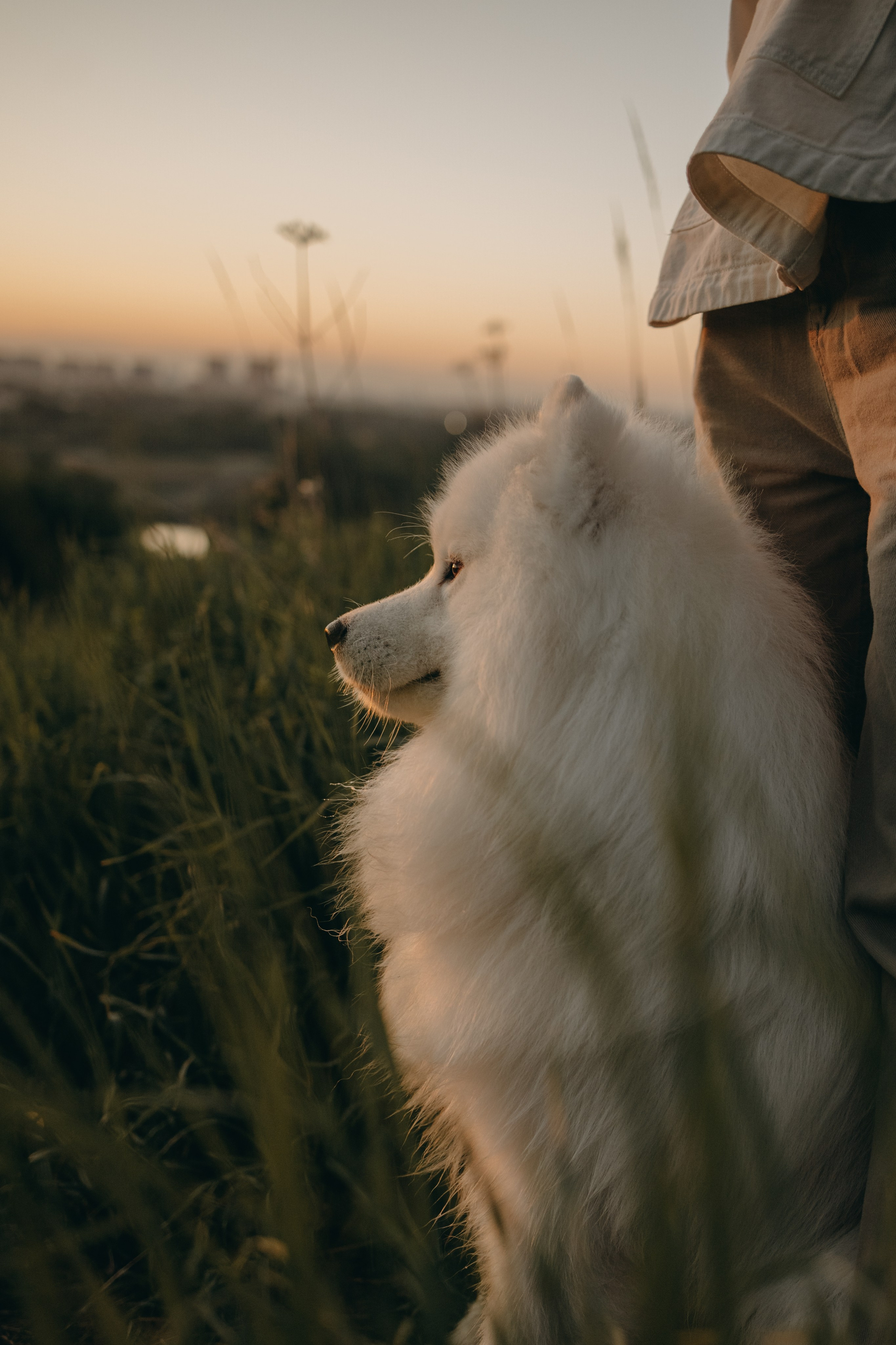 Танго и его семья. Фотограф — Анималист | Санкт-Петербург