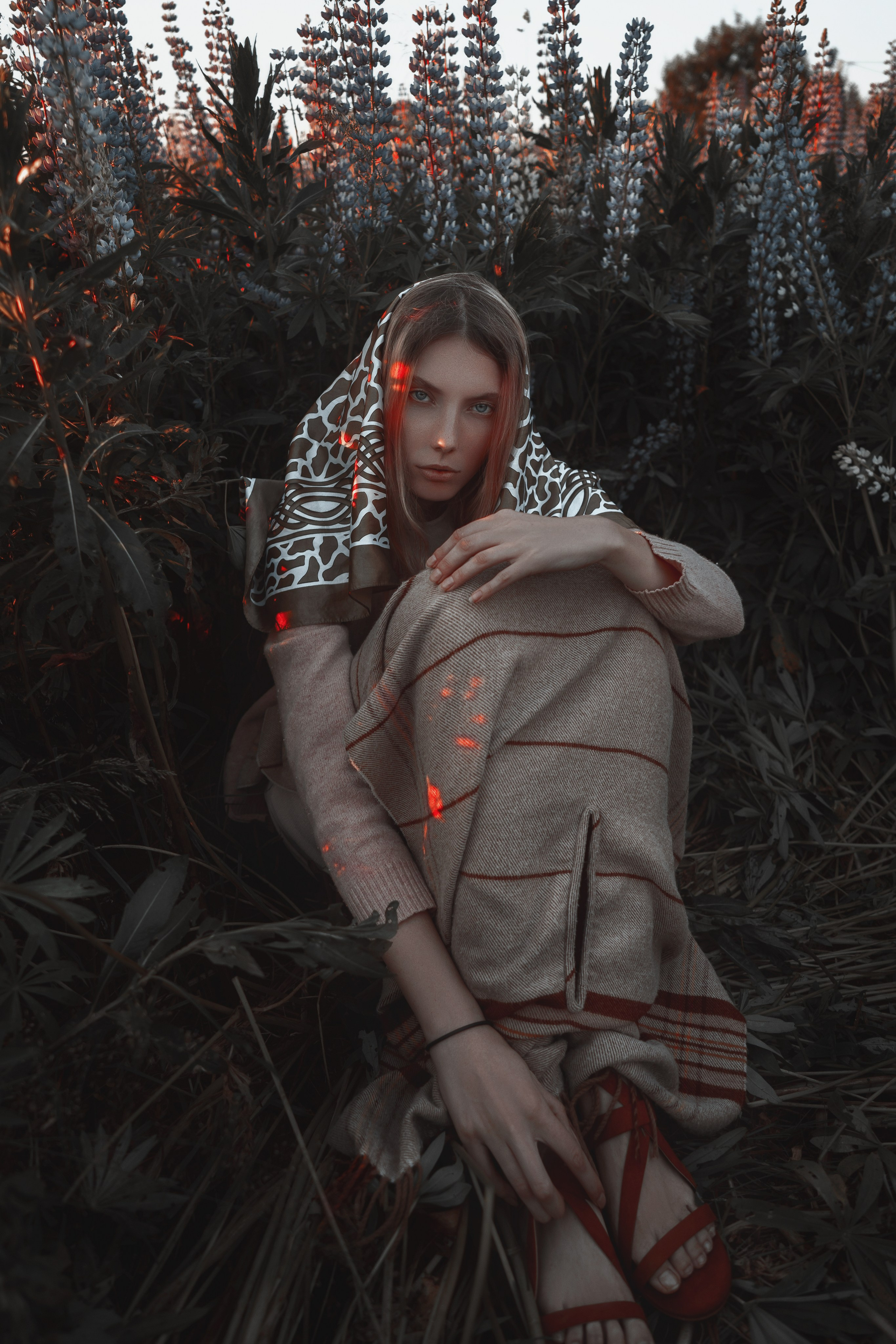 LUPINUS ALBUS. Sergey,kuzichev