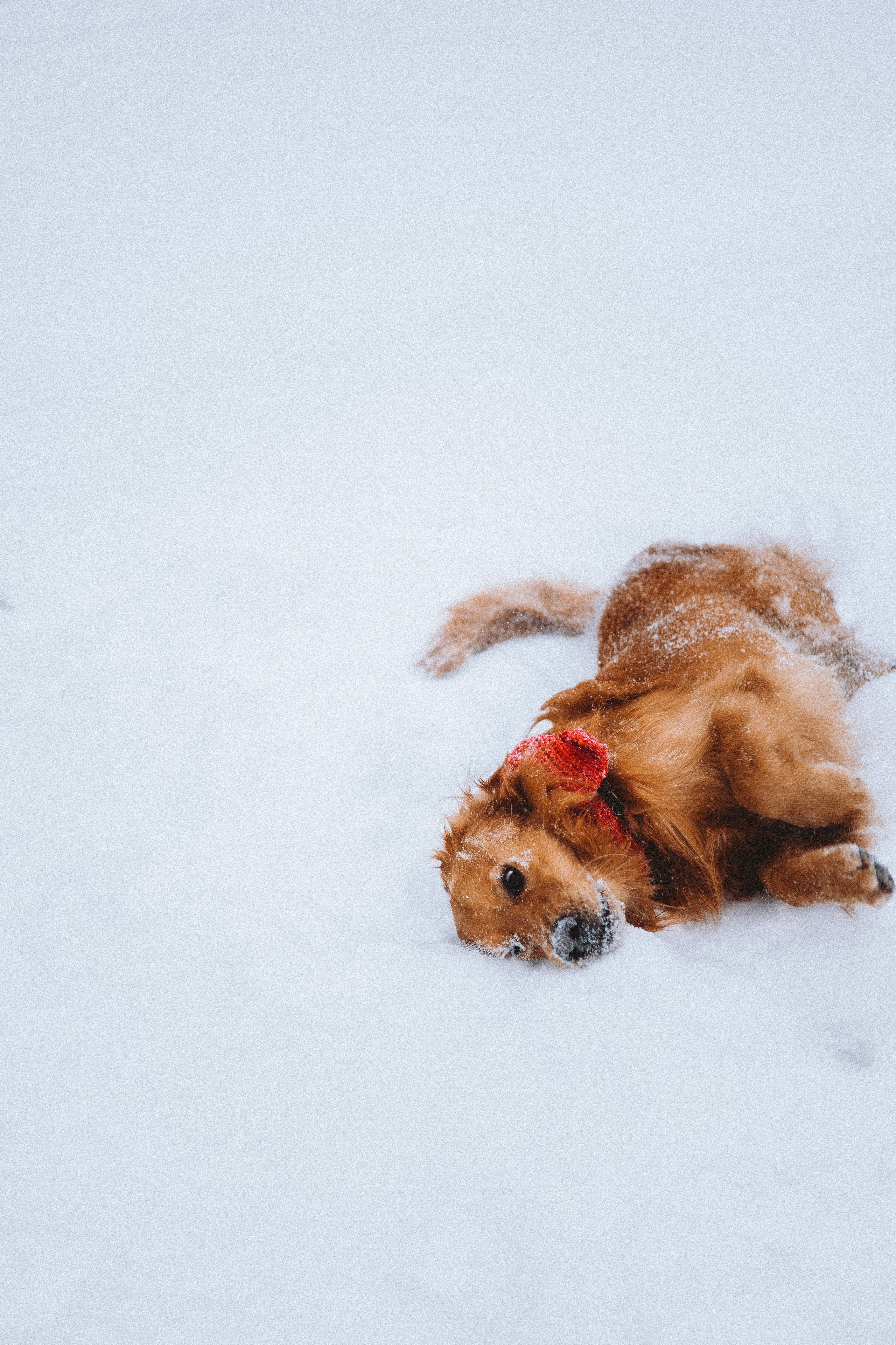 Саша, Юля, Грэй и Джой. Фотограф-анималист Богданова Полина