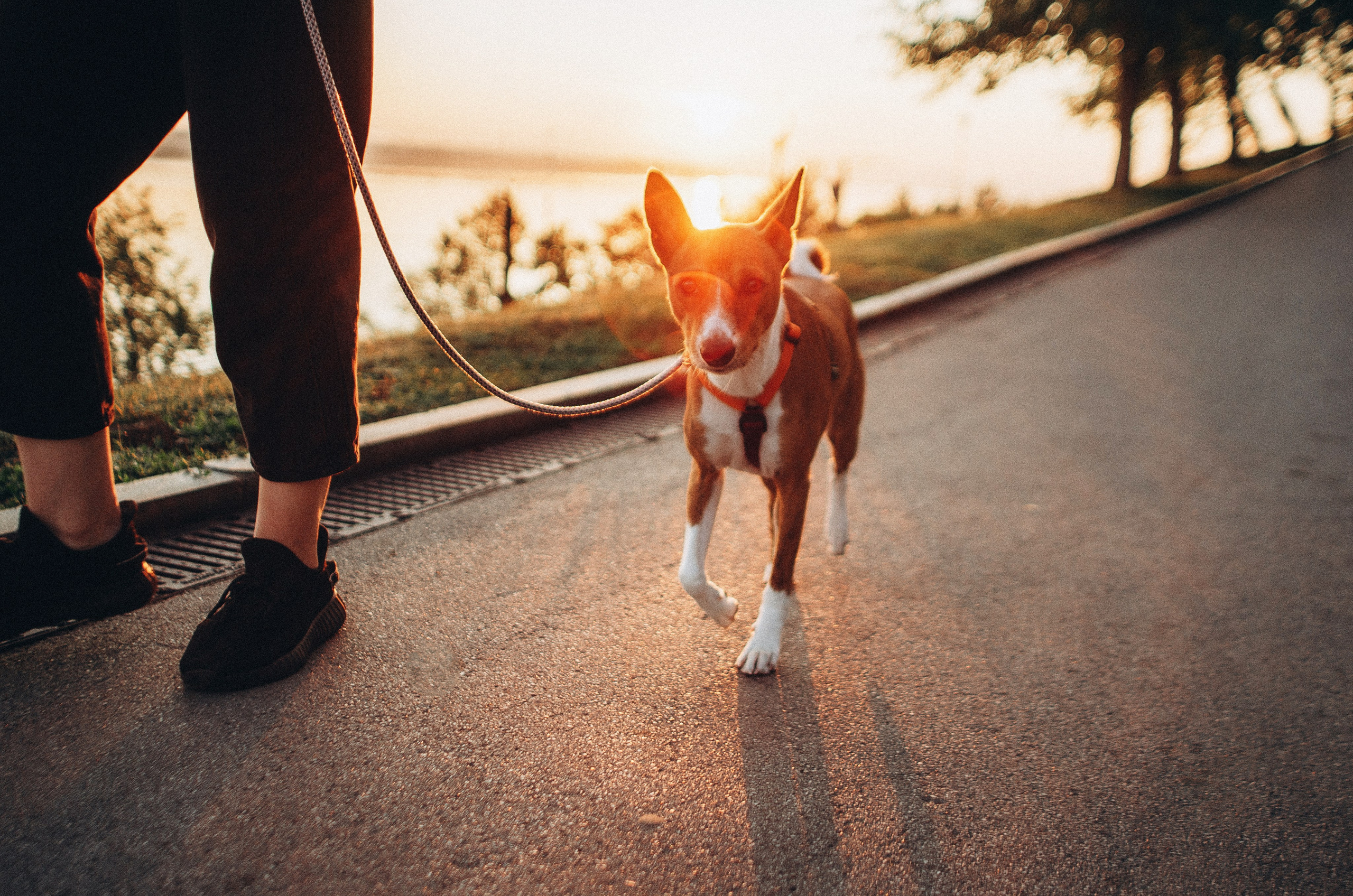 Снежана и Мэнни. Фотограф-анималист Богданова Полина