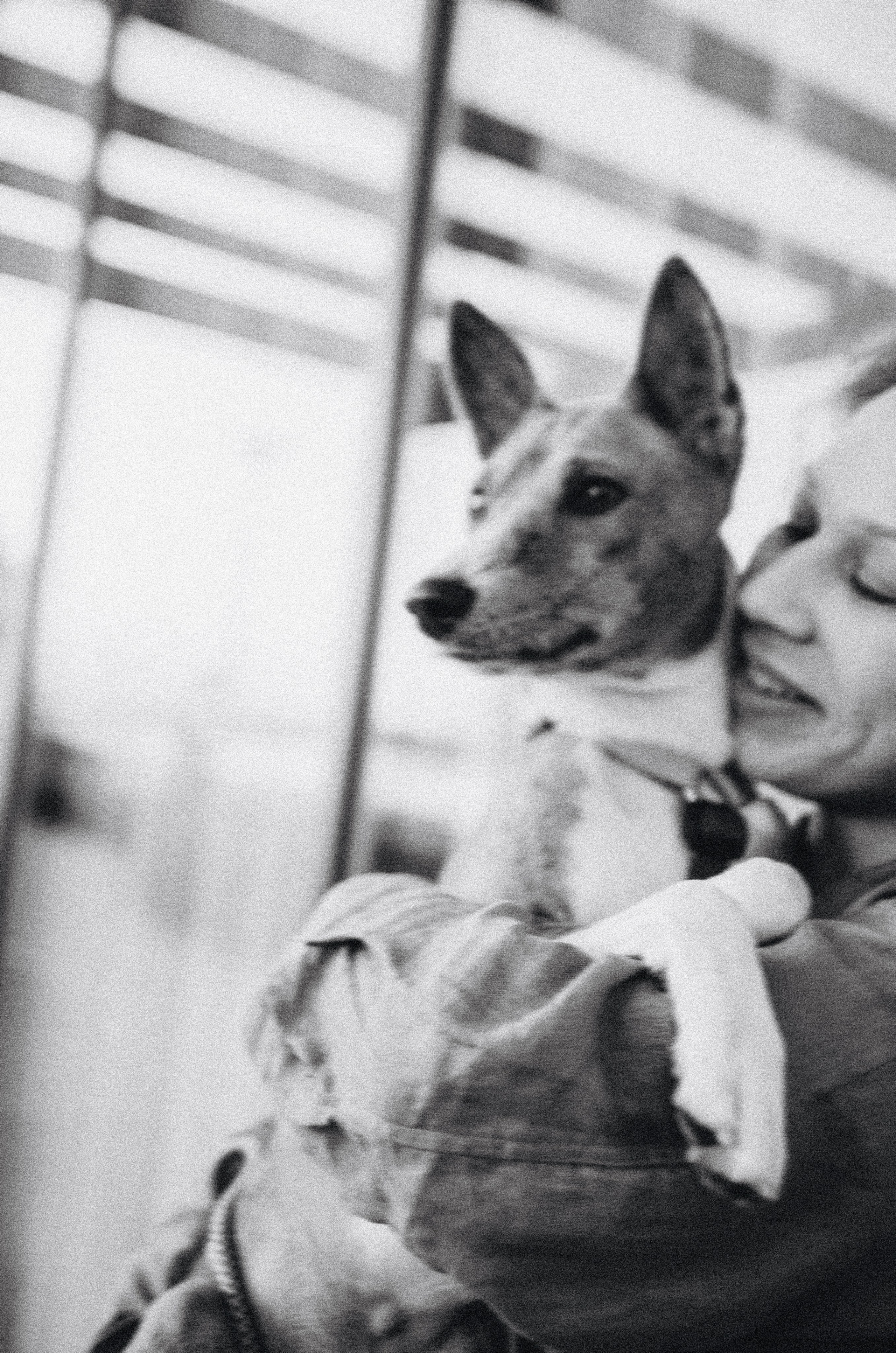 Снежана и Мэнни. Фотограф-анималист Богданова Полина