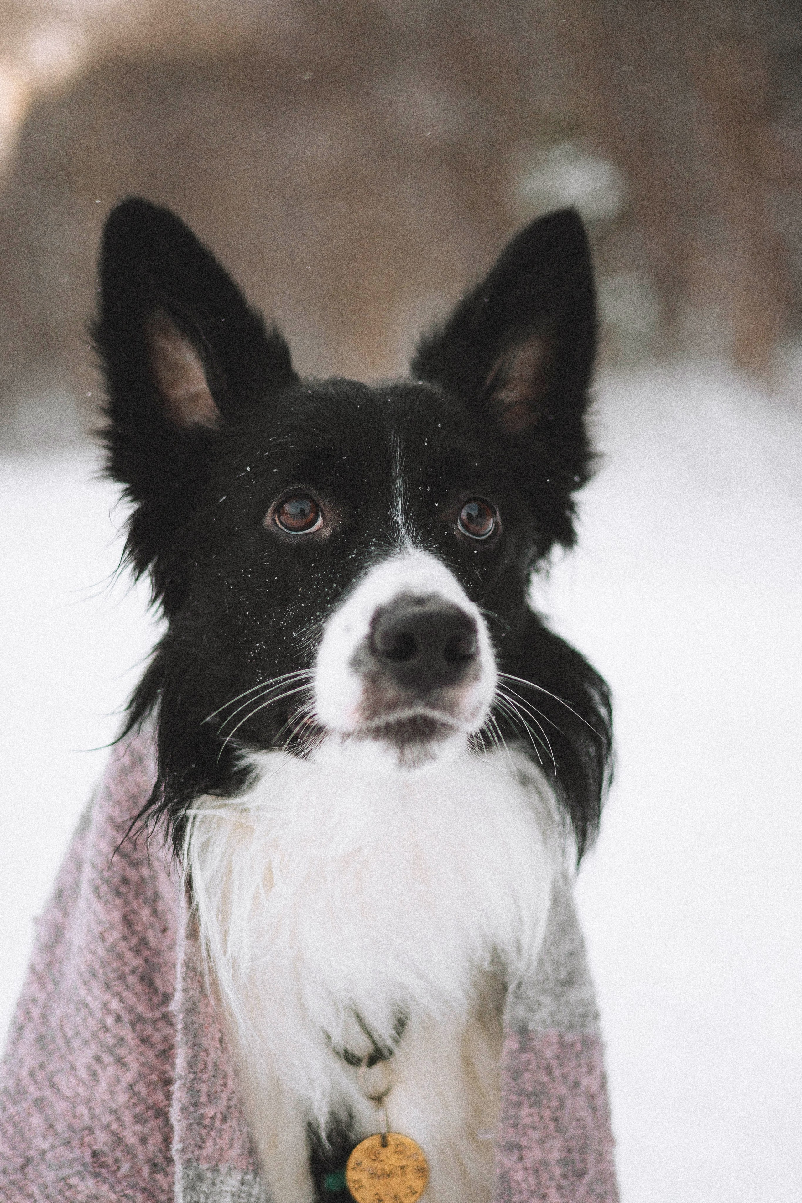 Алина и Найт. Фотограф-анималист Богданова Полина
