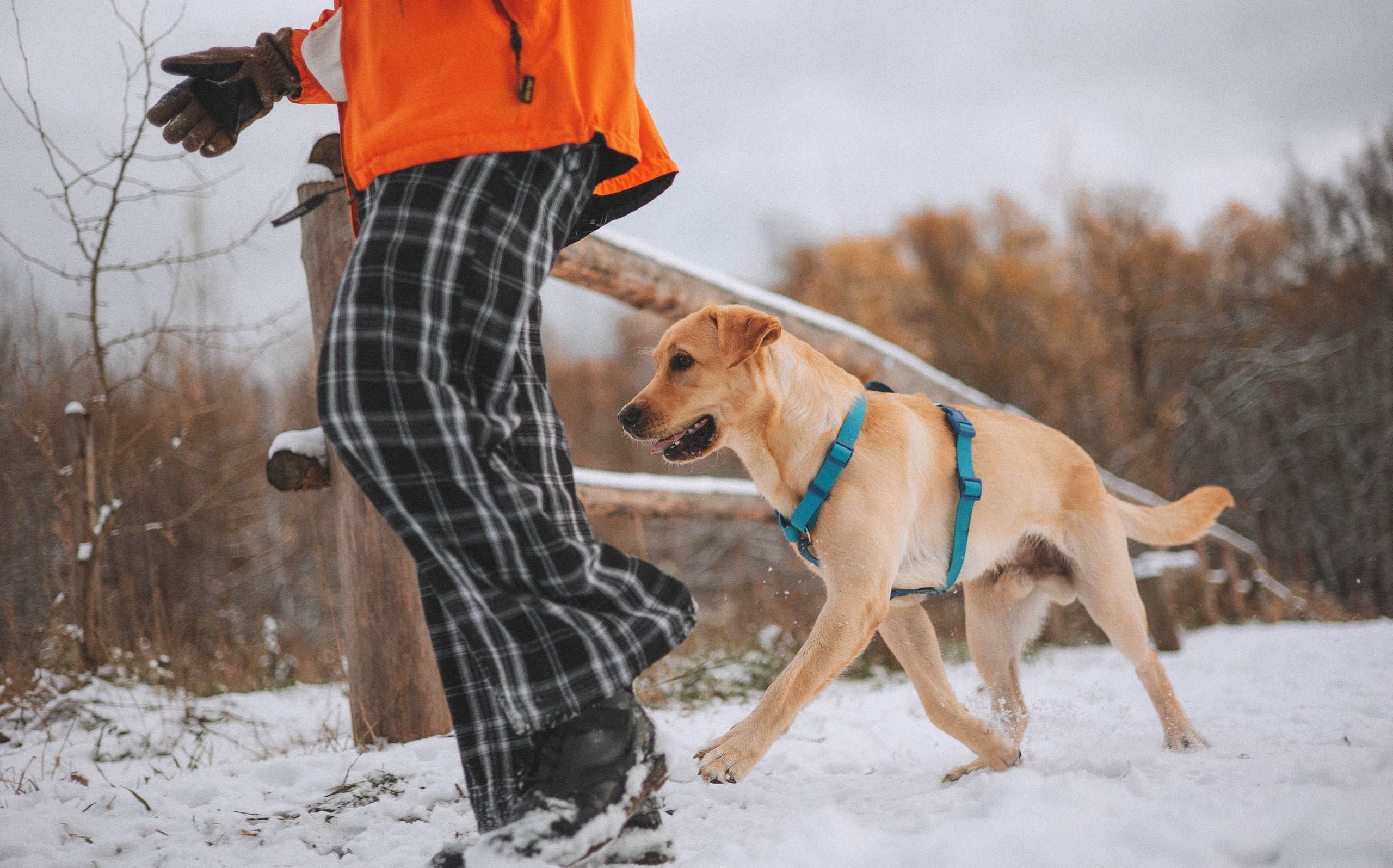 Маргарита и Варди. Фотограф-анималист Богданова Полина