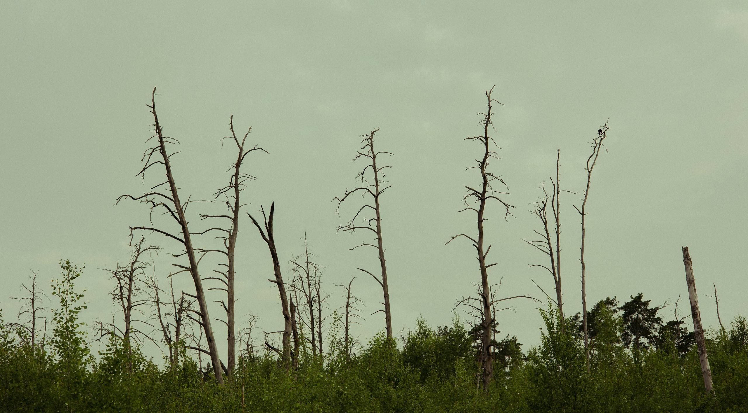 Маша и Дэрил. Фотограф-анималист Богданова Полина