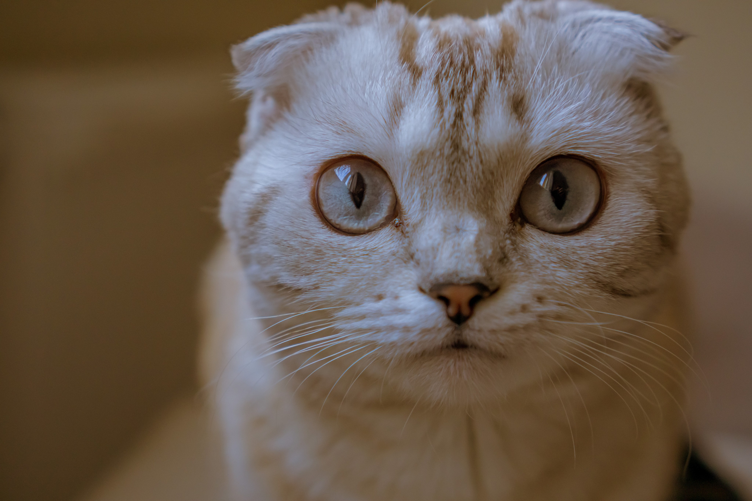 Ария. Фотограф в Кстово и Нижнем Новгороде KOLOSOK