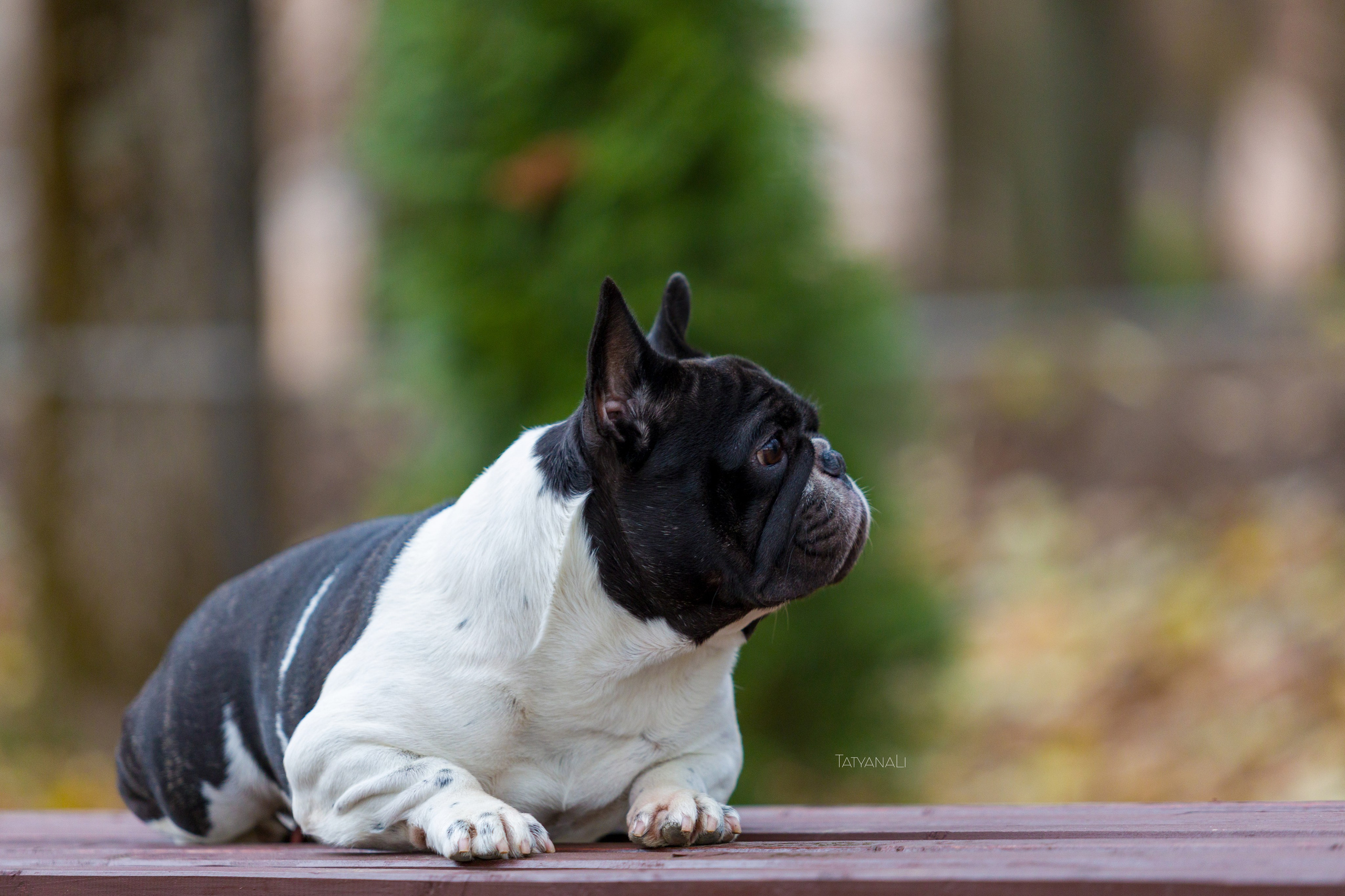 Французкий бульдог. Фотограф — анималист Татьяна Ли