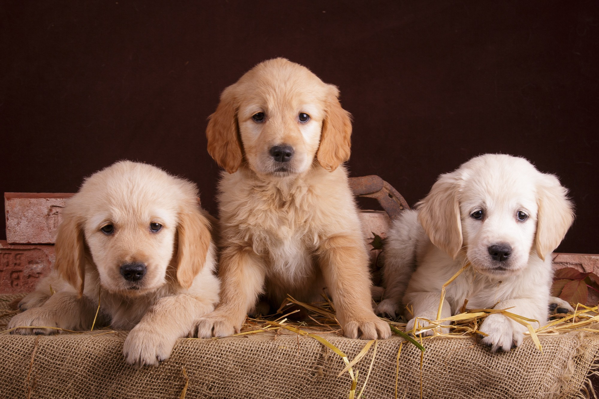 Фотосъёмки щенков. Фотограф-анималист Natalia Deingel | Фотосъемка собак в Москве