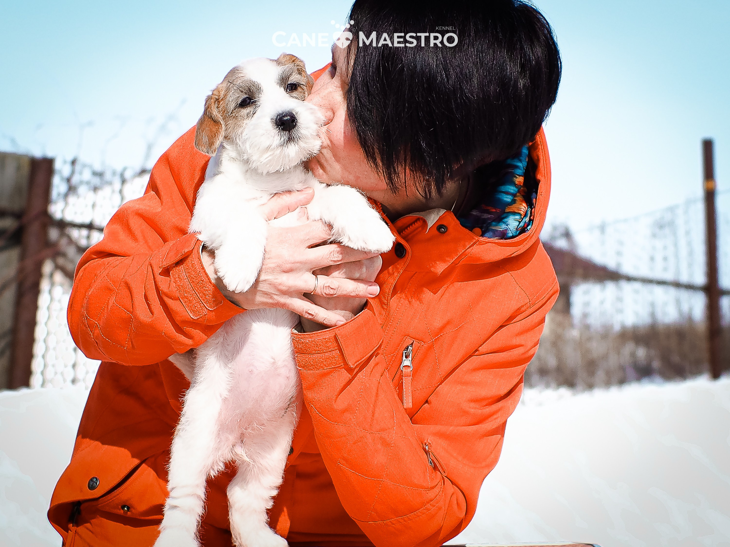 Сук_21_12_25. КАНЕ МАЭСТРО — питомник Джек рассел терьеров