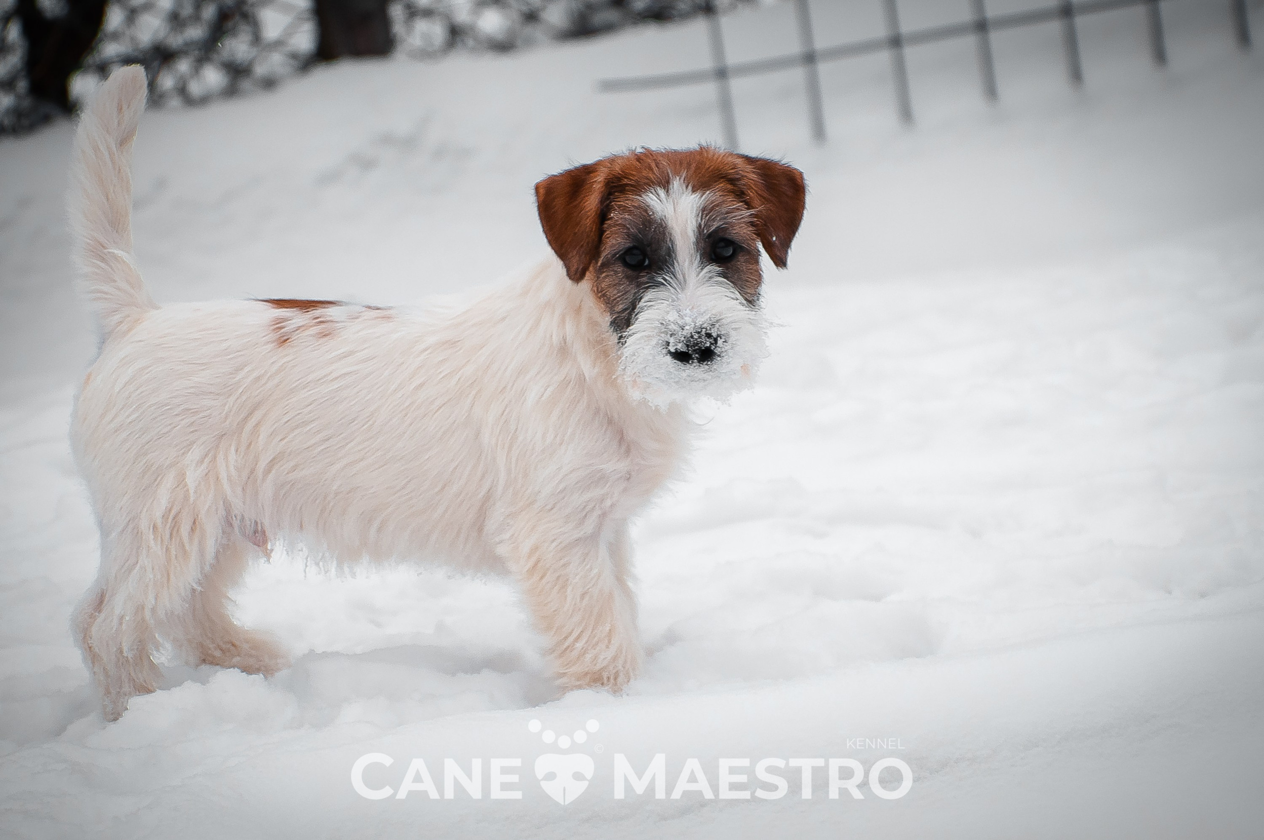 Щенок кобель ДРТ. КАНЕ МАЭСТРО — питомник Джек рассел терьеров