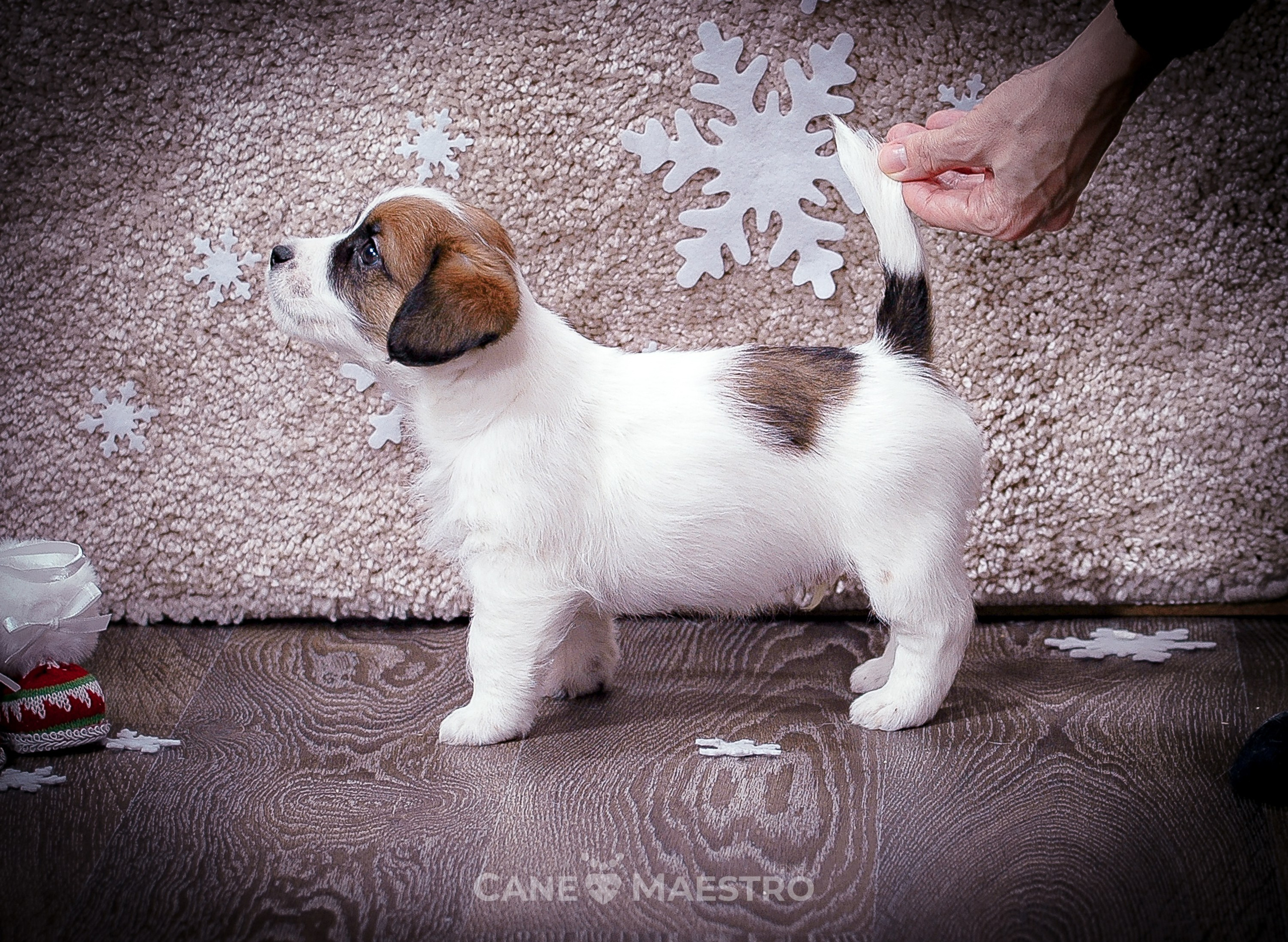 Мальчик 2. Кобель бело-рыжий. Джек рассел терьер щенок. КАНЕ МАЭСТРО — питомник Джек рассел терьеров