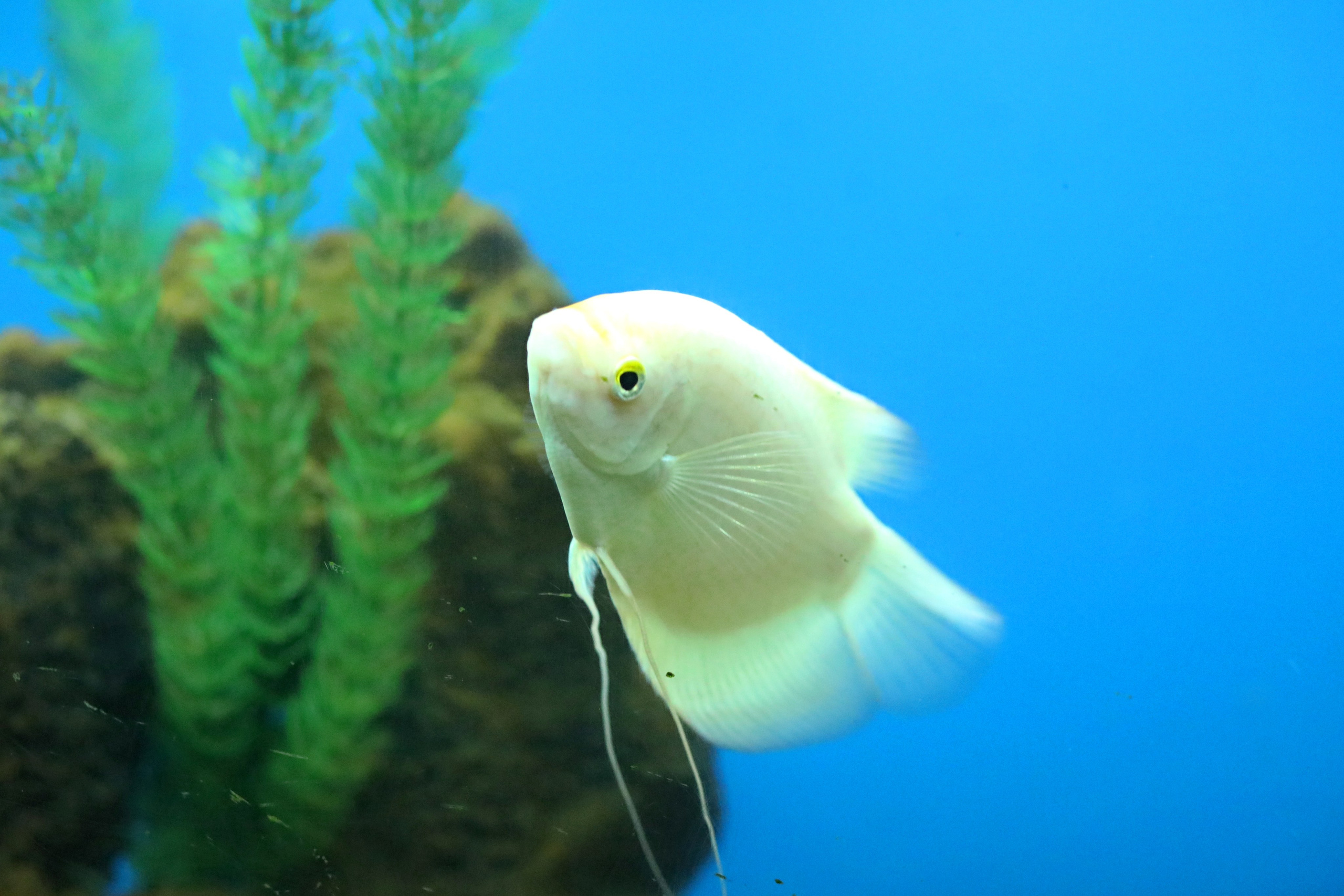 Ростовский зоопарк. Фото-художник и Репортажный фотограф Николаев Александр Алексеевич