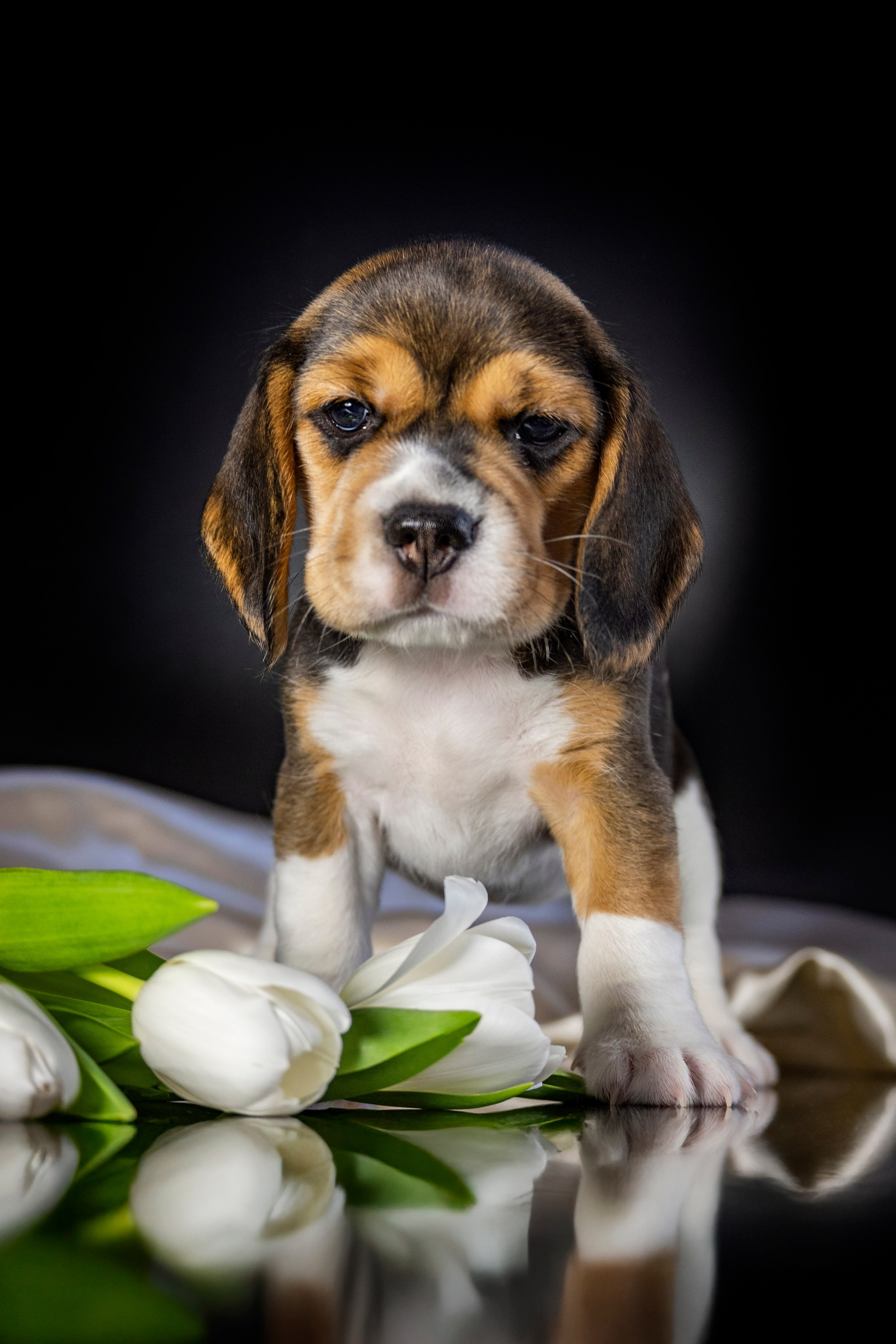 Фотосессия щенков бигля. Фотограф анималист в Санкт-Петербурге Таша Крейв