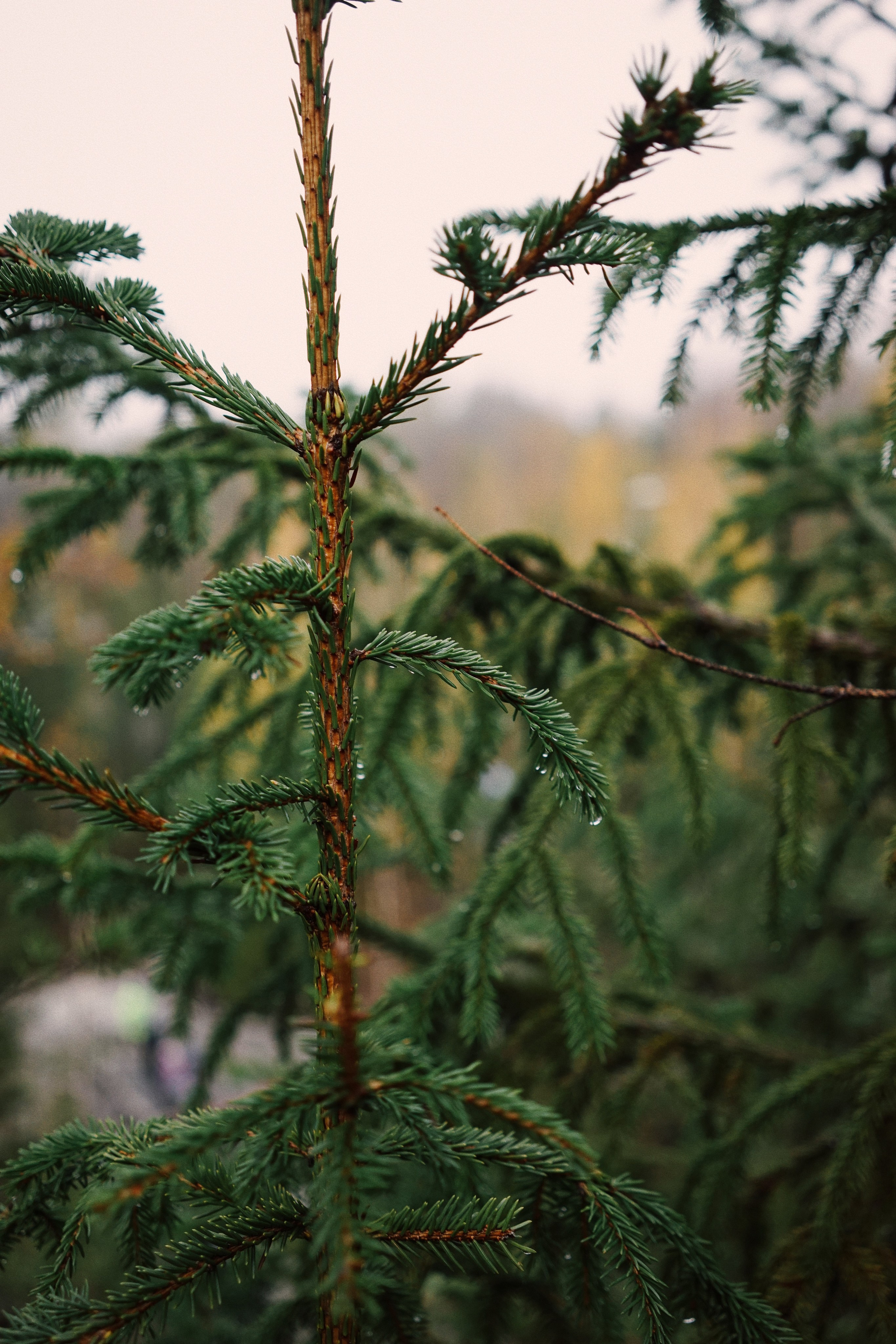 Nature. Ксения Копна. Фотограф из Санкт-Петербурга