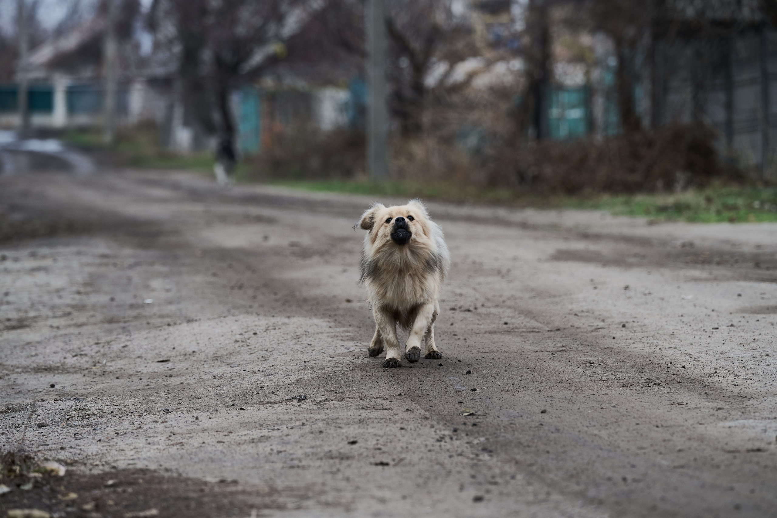 Краснореченское (Луганская область). Ноябрь 2024. Фотограф Роман Адлер