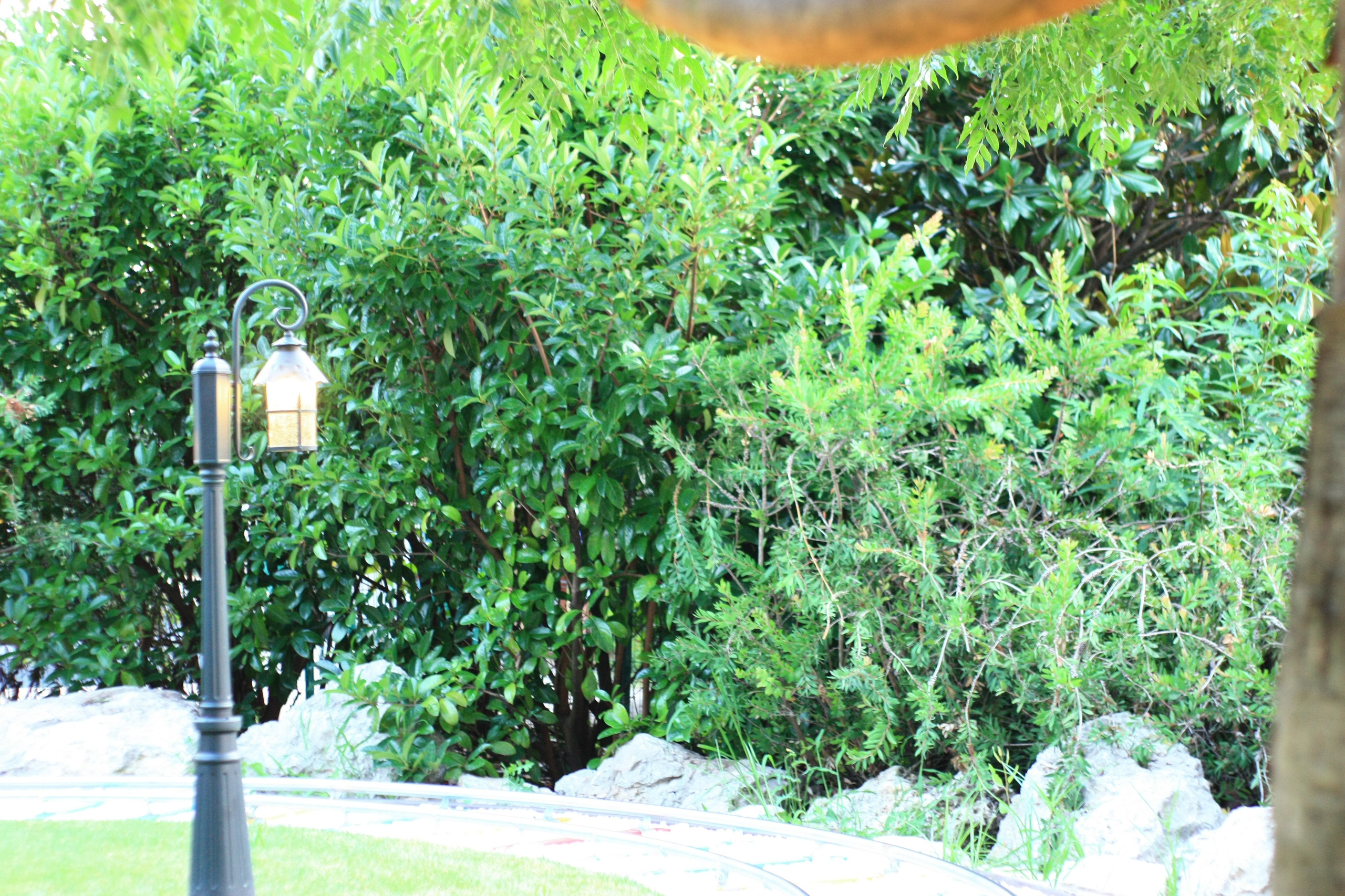 Первые кадры. Сочи — парк. Фотограф Роман Адлер