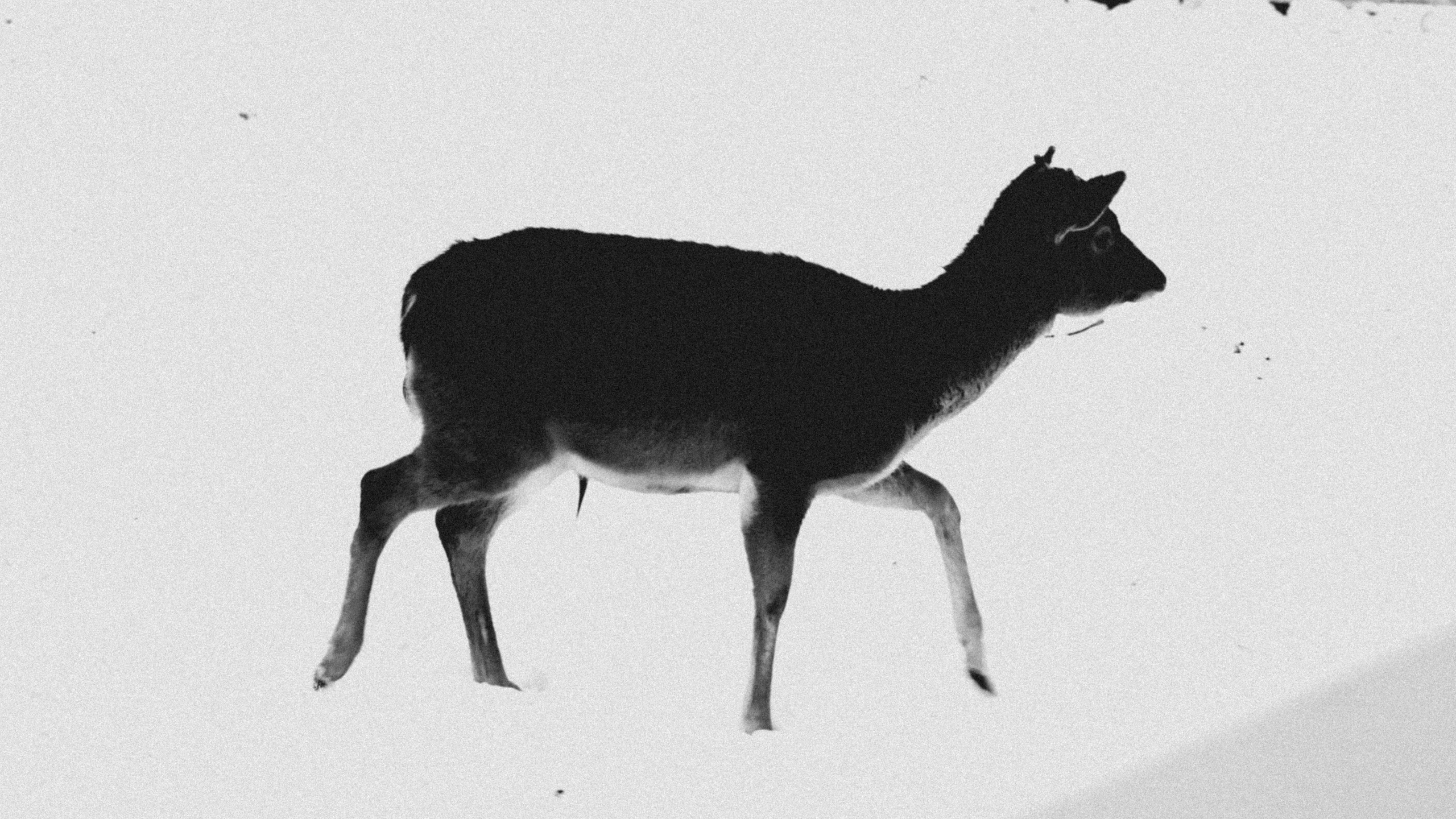 Alpaca park. Фотограф/дизайнер в Екатеринбурге Хитрый Дмитрий