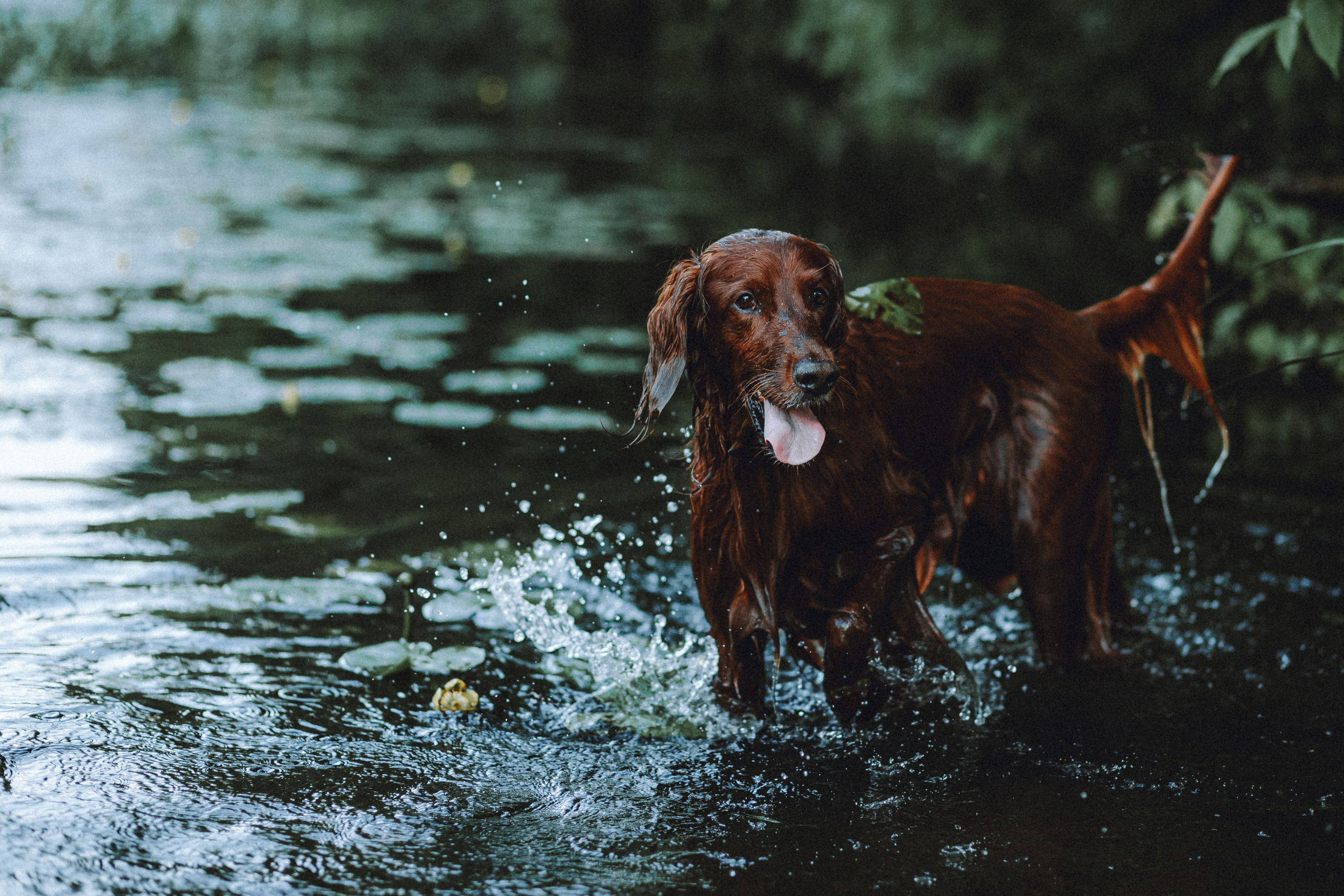 Маша и Джерри