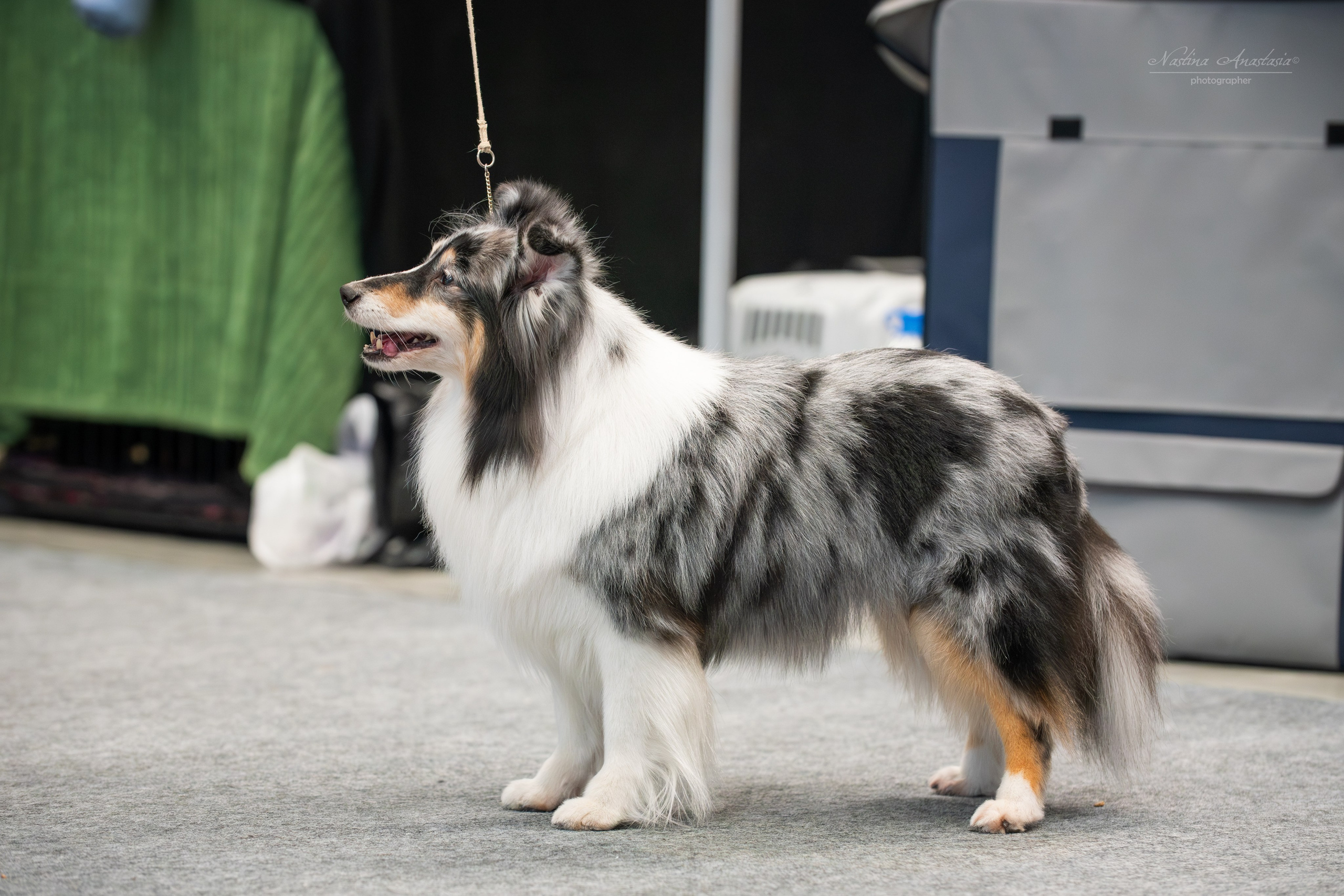 Выставки. Фотограф — Анималист