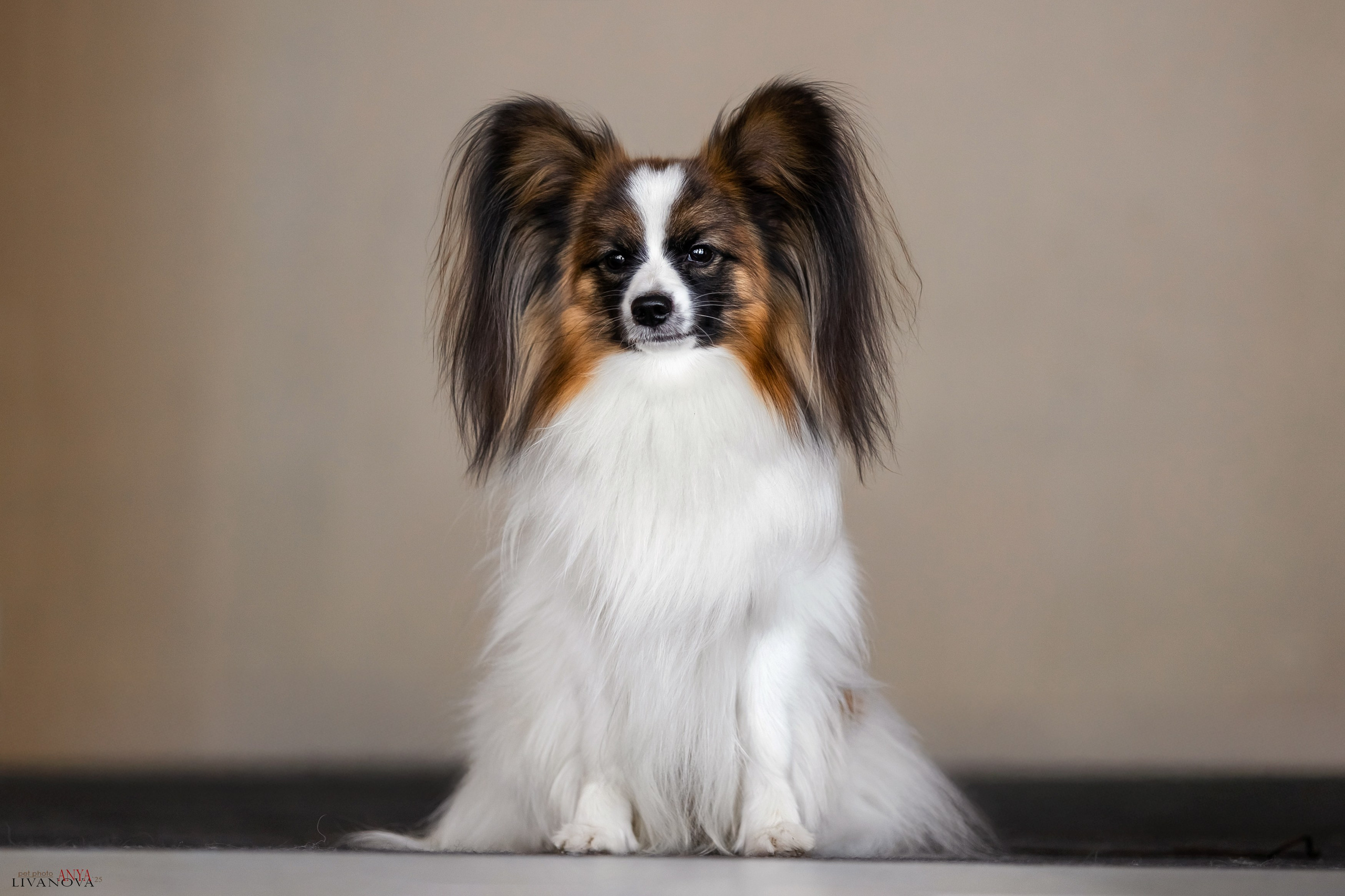 Хьюстон. Фотограф анималист Аня Ливанова | Рыбинск