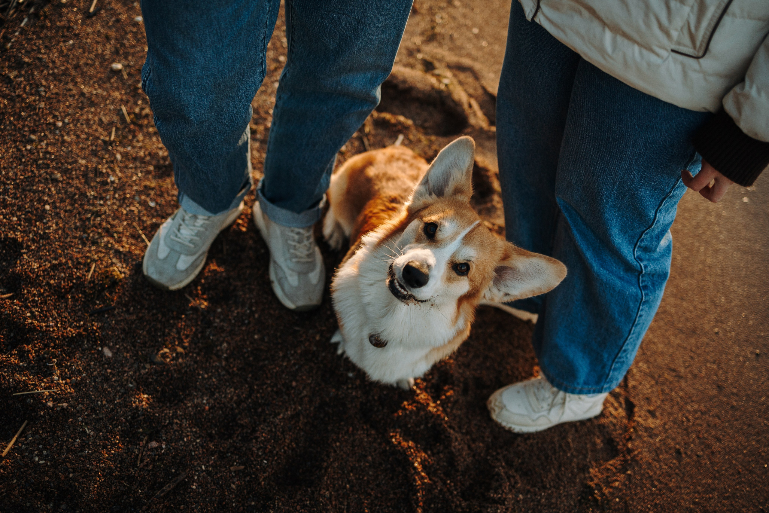 Найт и его семья. Фотограф — Анималист | Санкт-Петербург