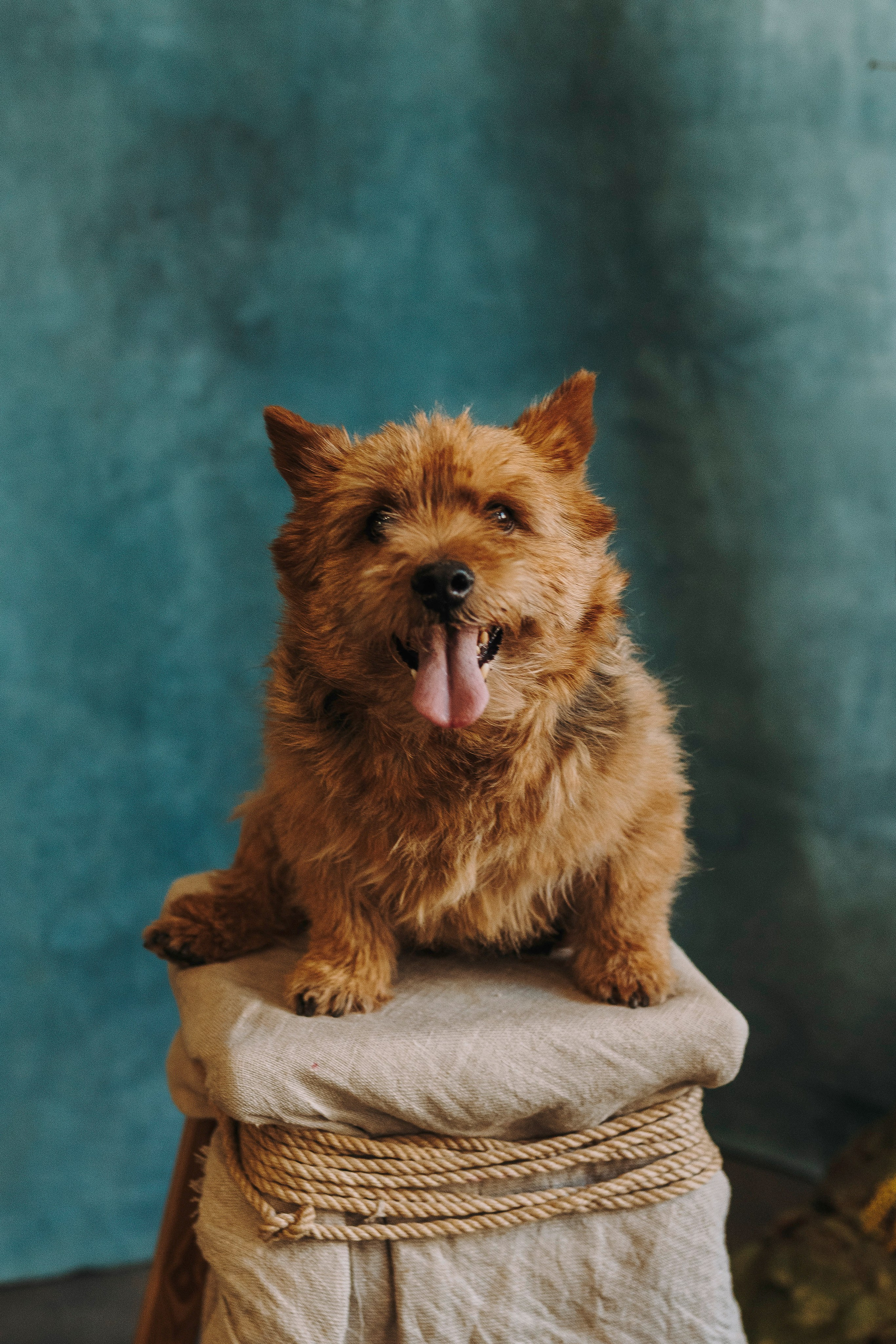 Маша и Рамси. Фотограф анималист в Спб недорого Олеся Майорова