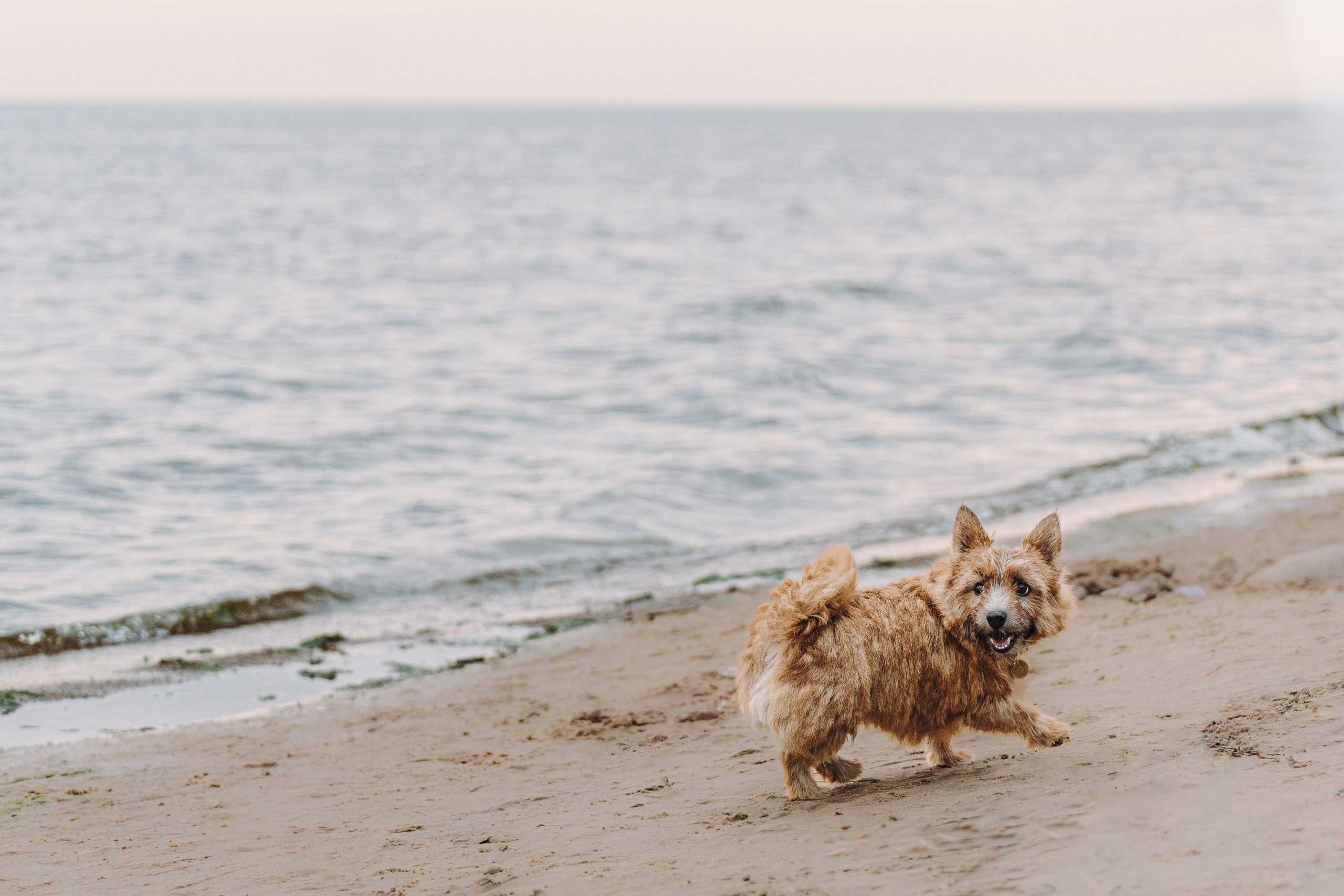 Семейная фотосессия с собакой Спб. Фотограф анималист в Спб недорого Олеся Майорова