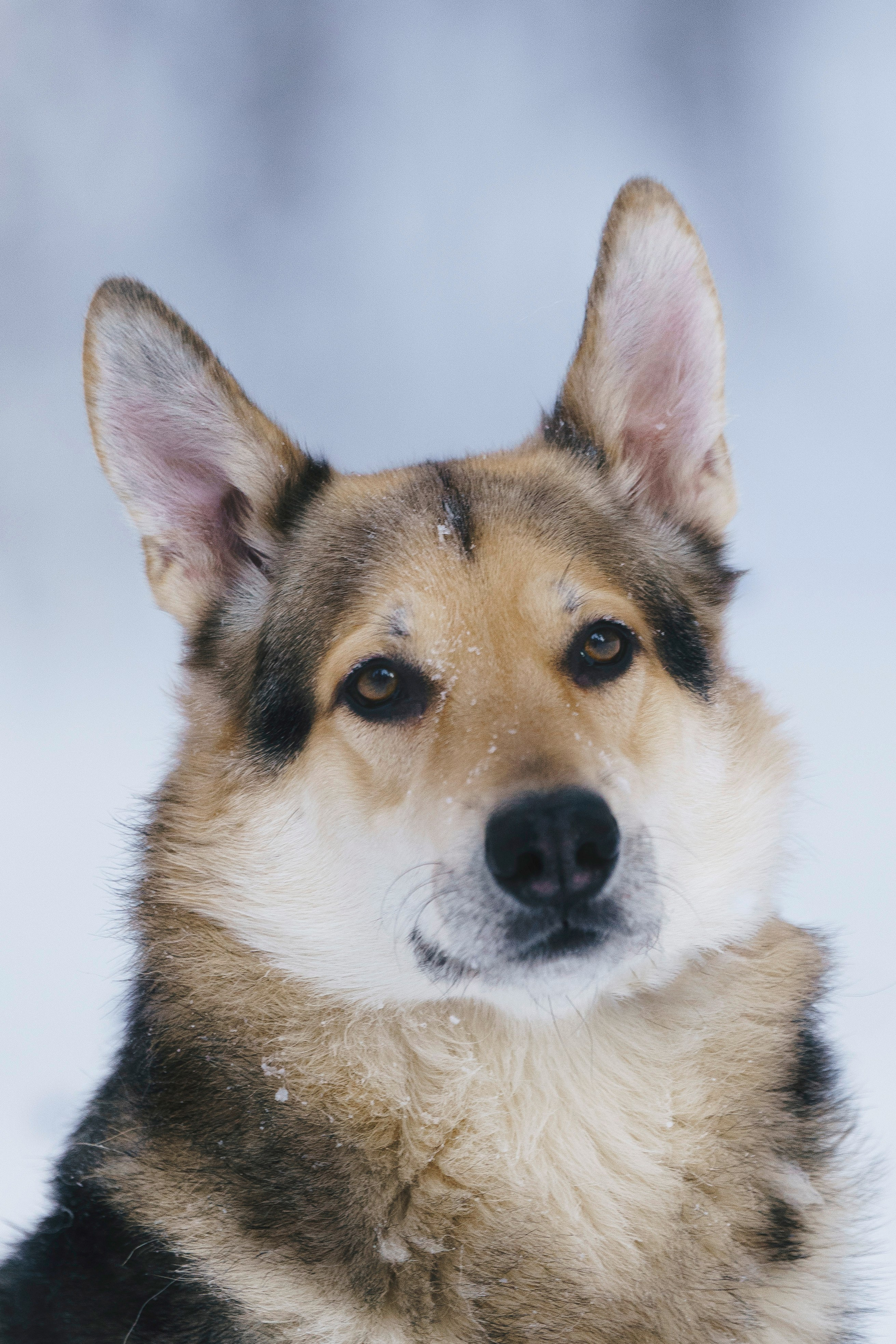 Рэй, Кузя, Ольга и Александр. Фотограф анималист в Спб недорого Олеся Майорова