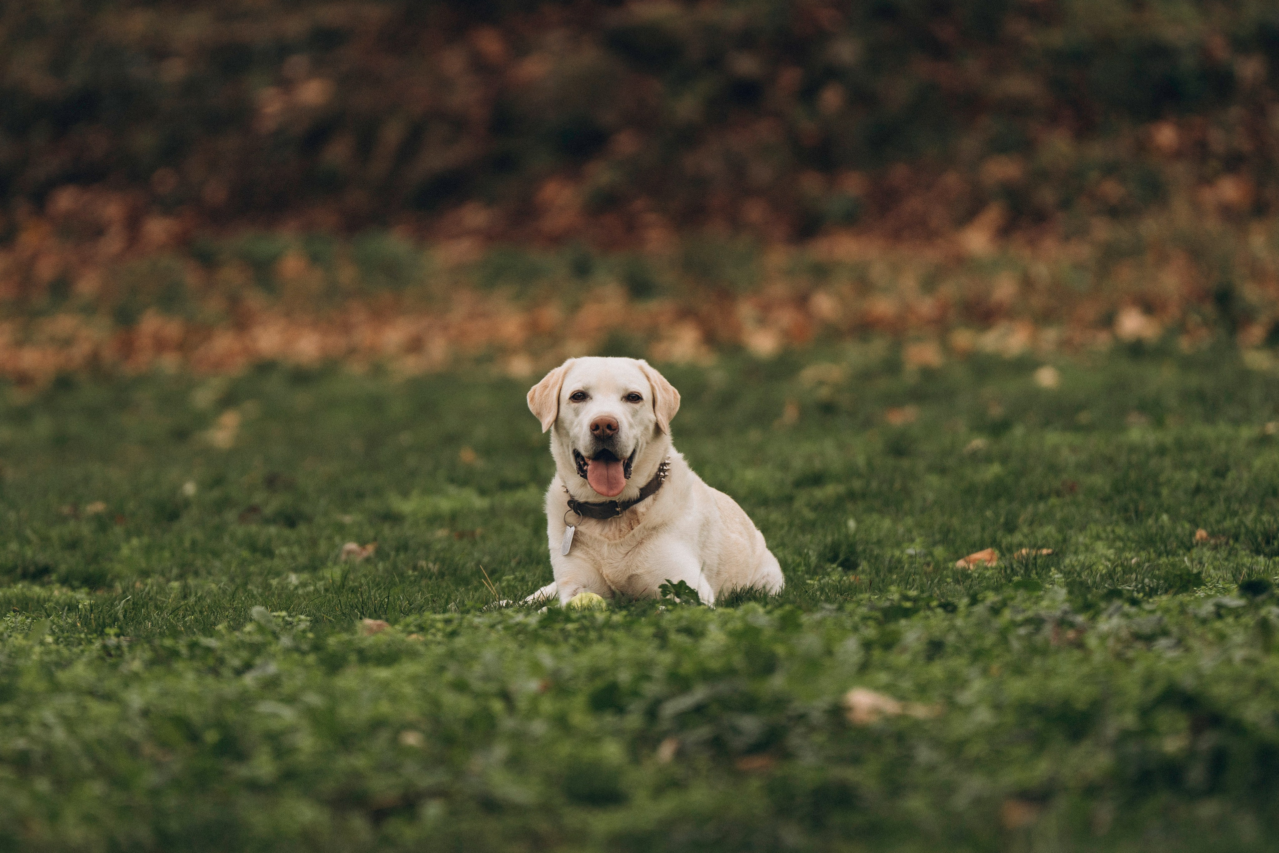 Вати, Лена и Леван. Фотограф анималист в Спб недорого Олеся Майорова