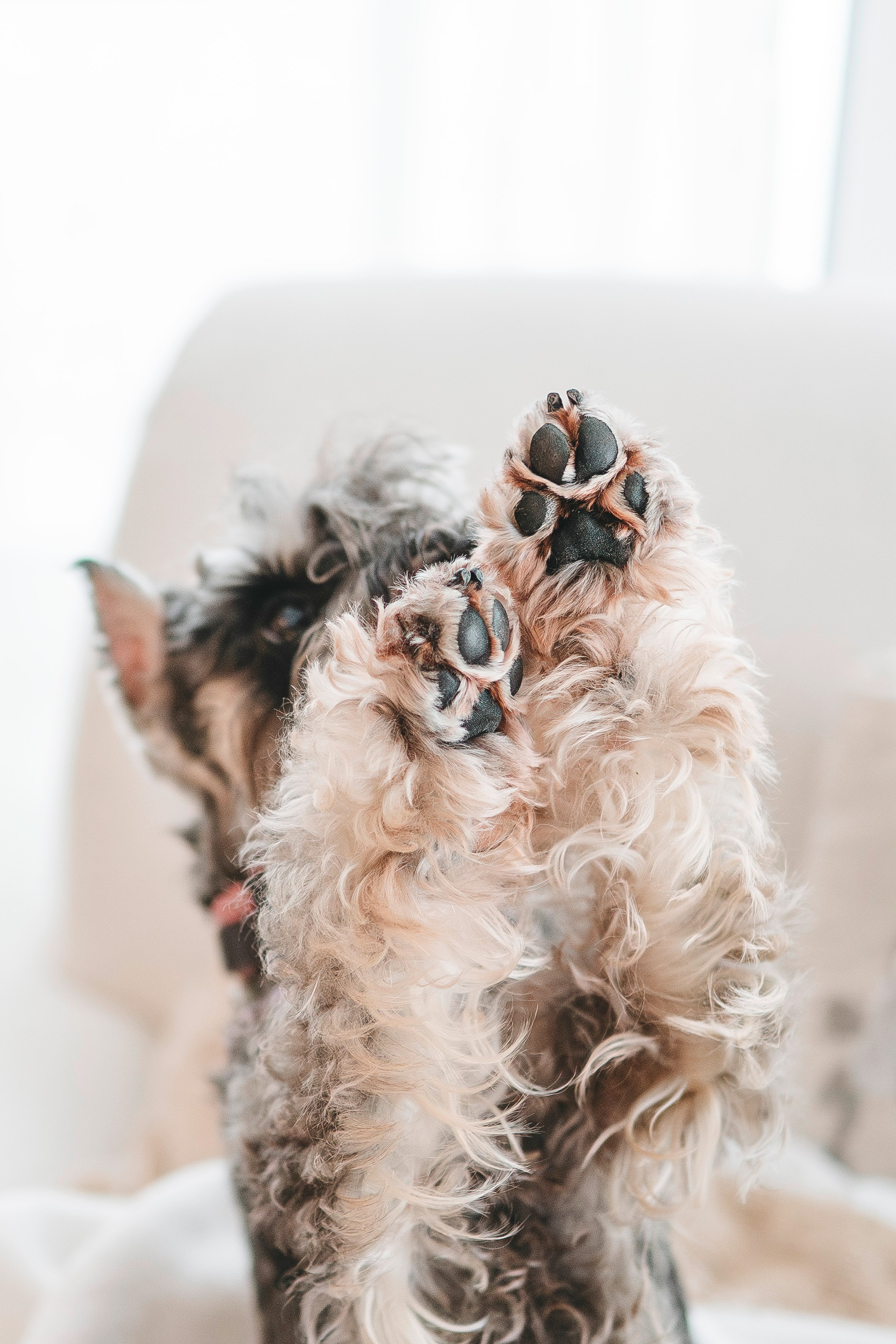 Ольга и Сатори. Фотограф анималист в Спб недорого Олеся Майорова