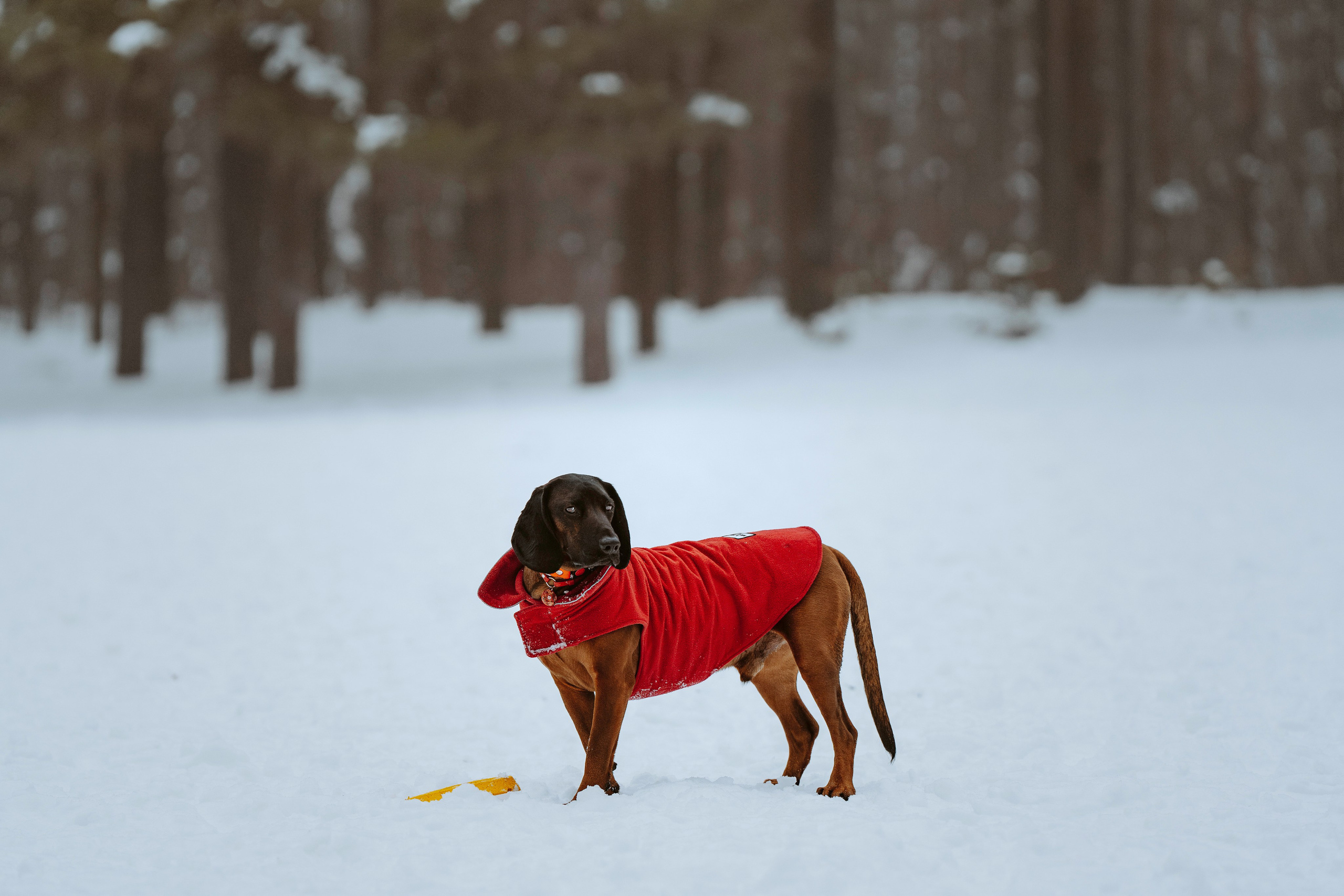 Ольга, Рора и Румпель. Фотограф анималист в Спб недорого Олеся Майорова