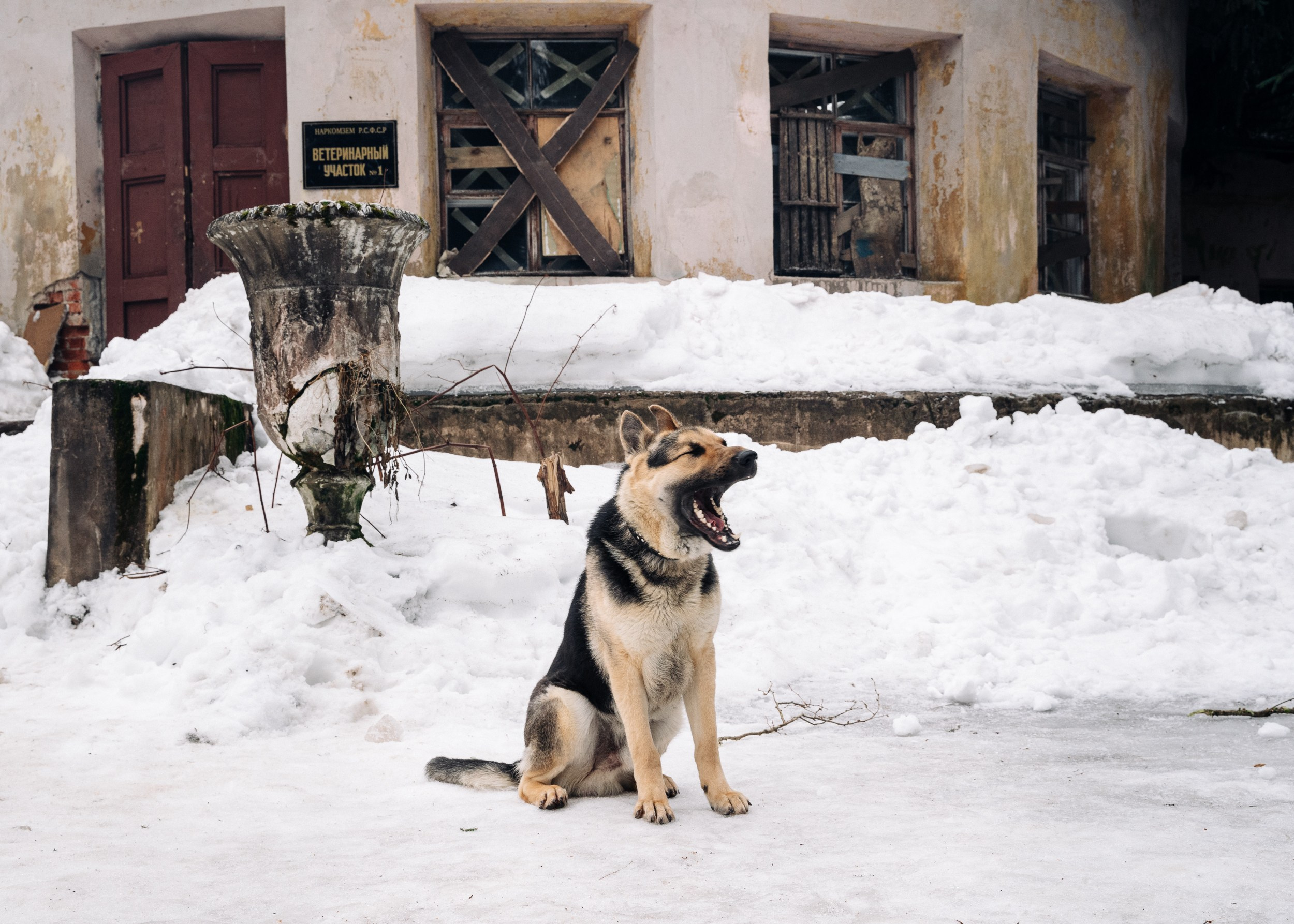 Трезорка. Портретный фотограф. Актёрское портфолио