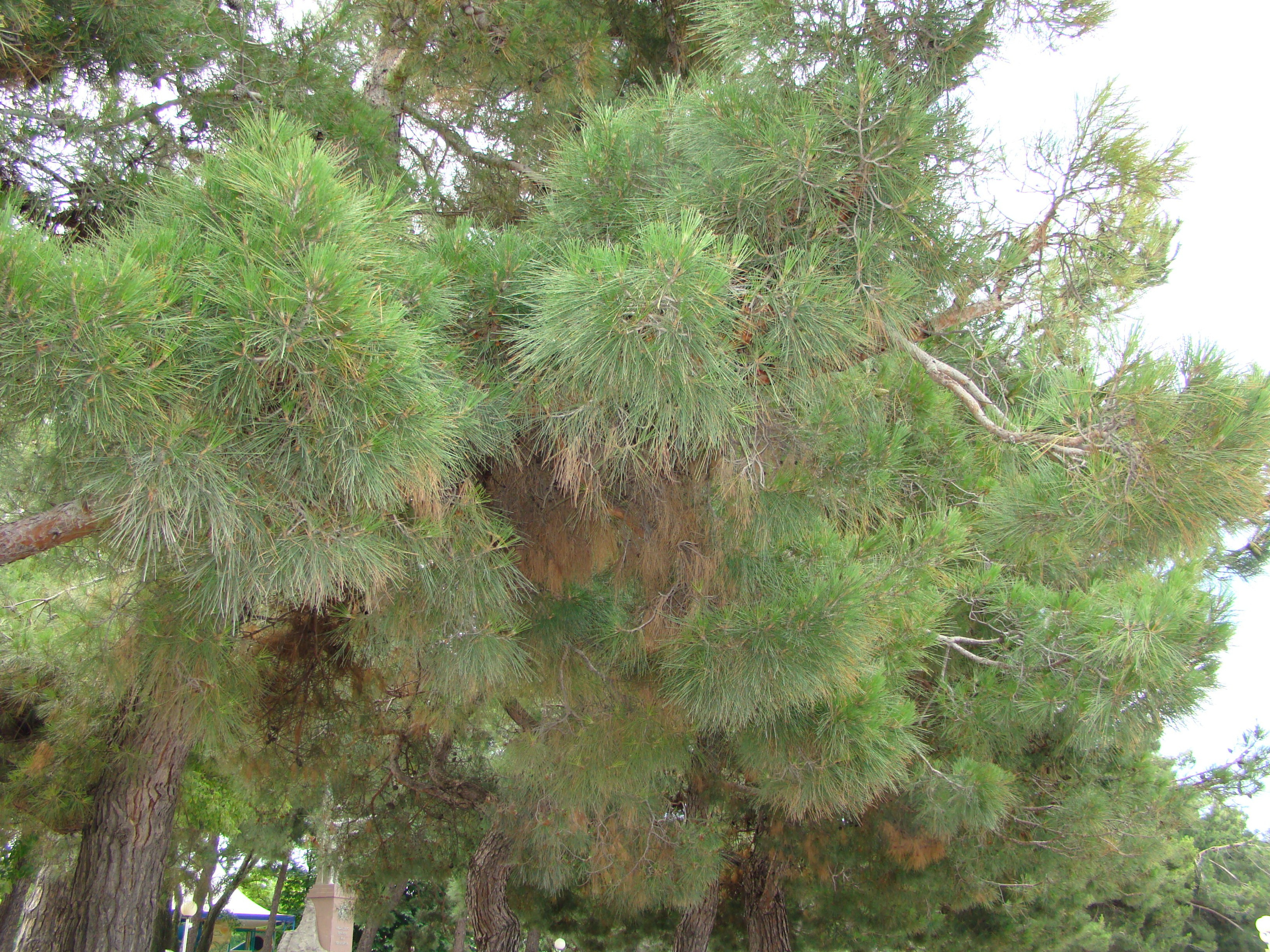 Кабардинка (фото Зевиных) 25.06-24.07.2008. Семейный, Свадебный фотограф СПБ Питер— Романова Екатерина