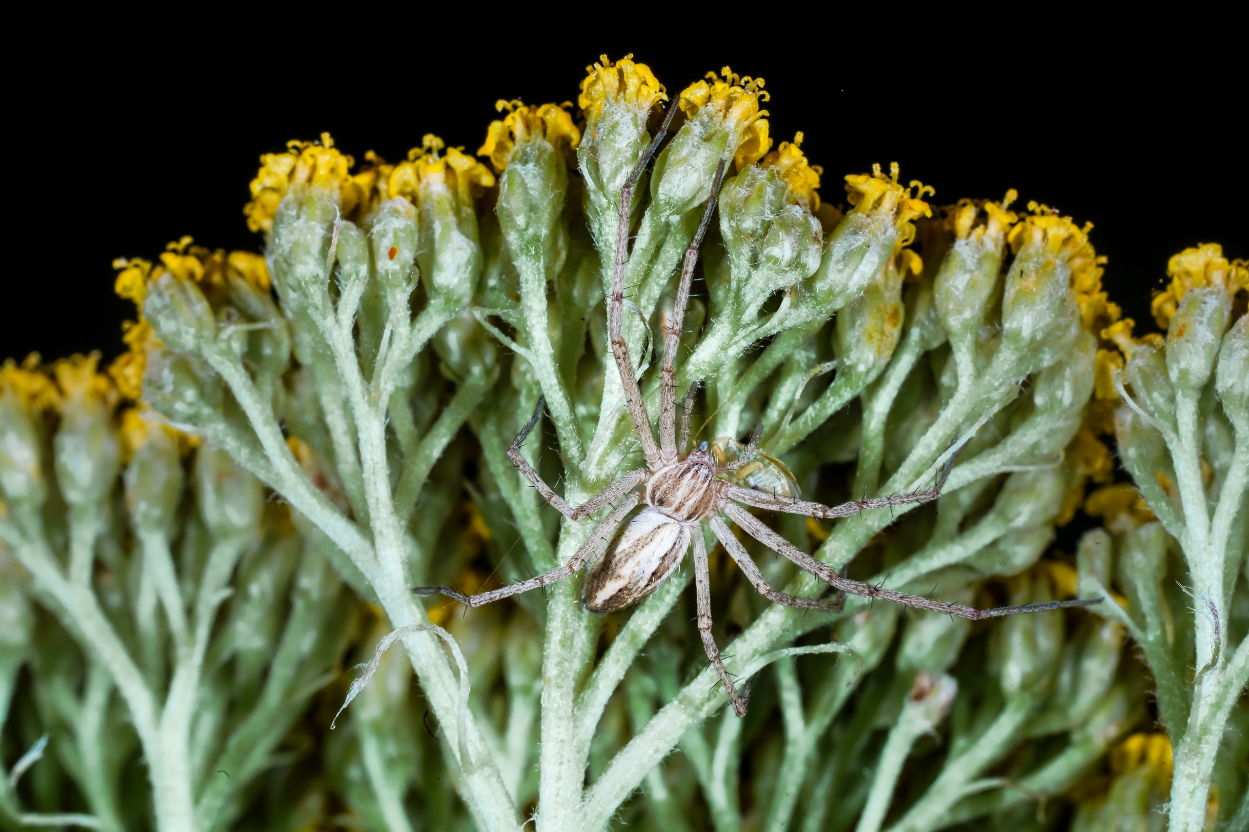 МАКРО. Фотограф в Алматы Артемий Матюнин