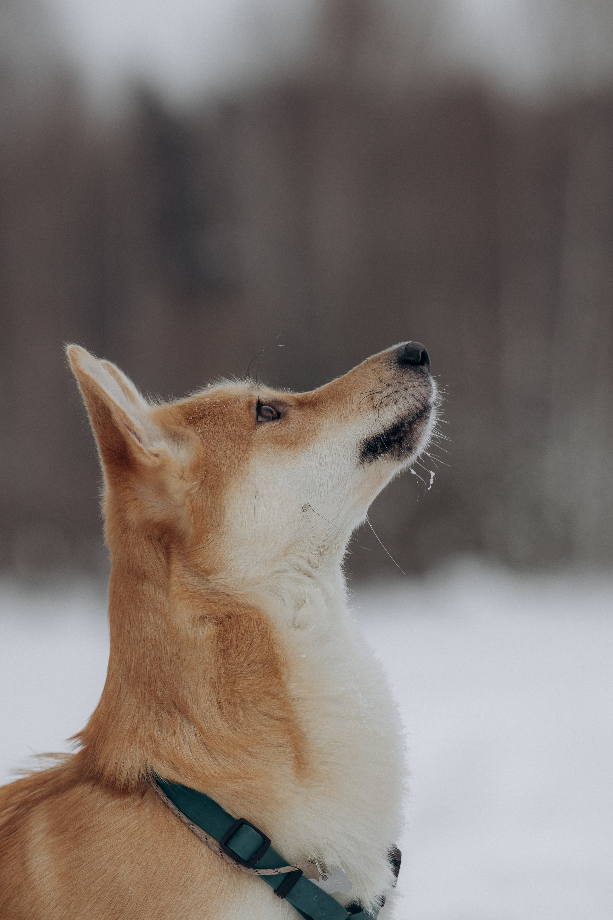Прогулка на озере зимой. Фотограф анималист в Казани Алина Сулейманова. Фотограф животных