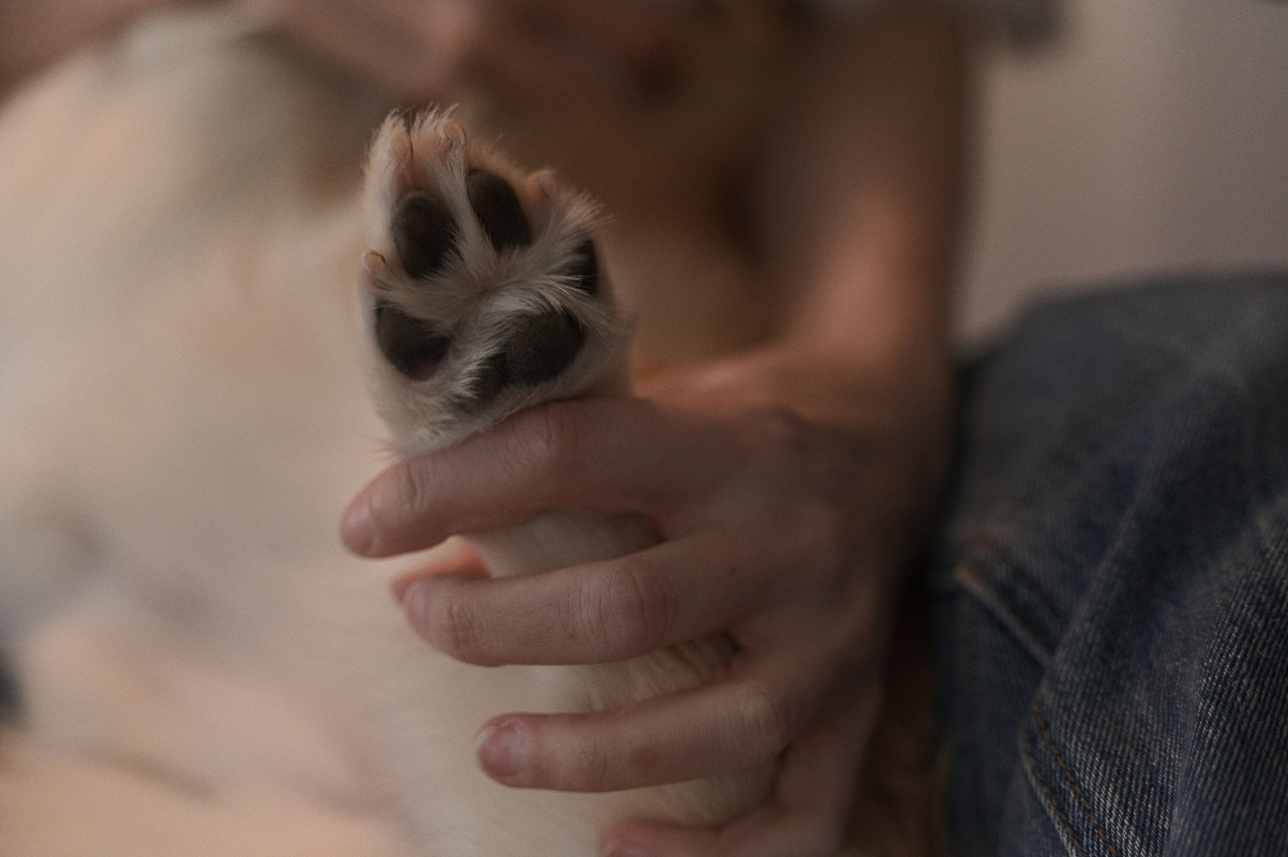 Без лиц, но с мордочкой. Свадебный и портретный фотограф в Брянске Скепская Лилия