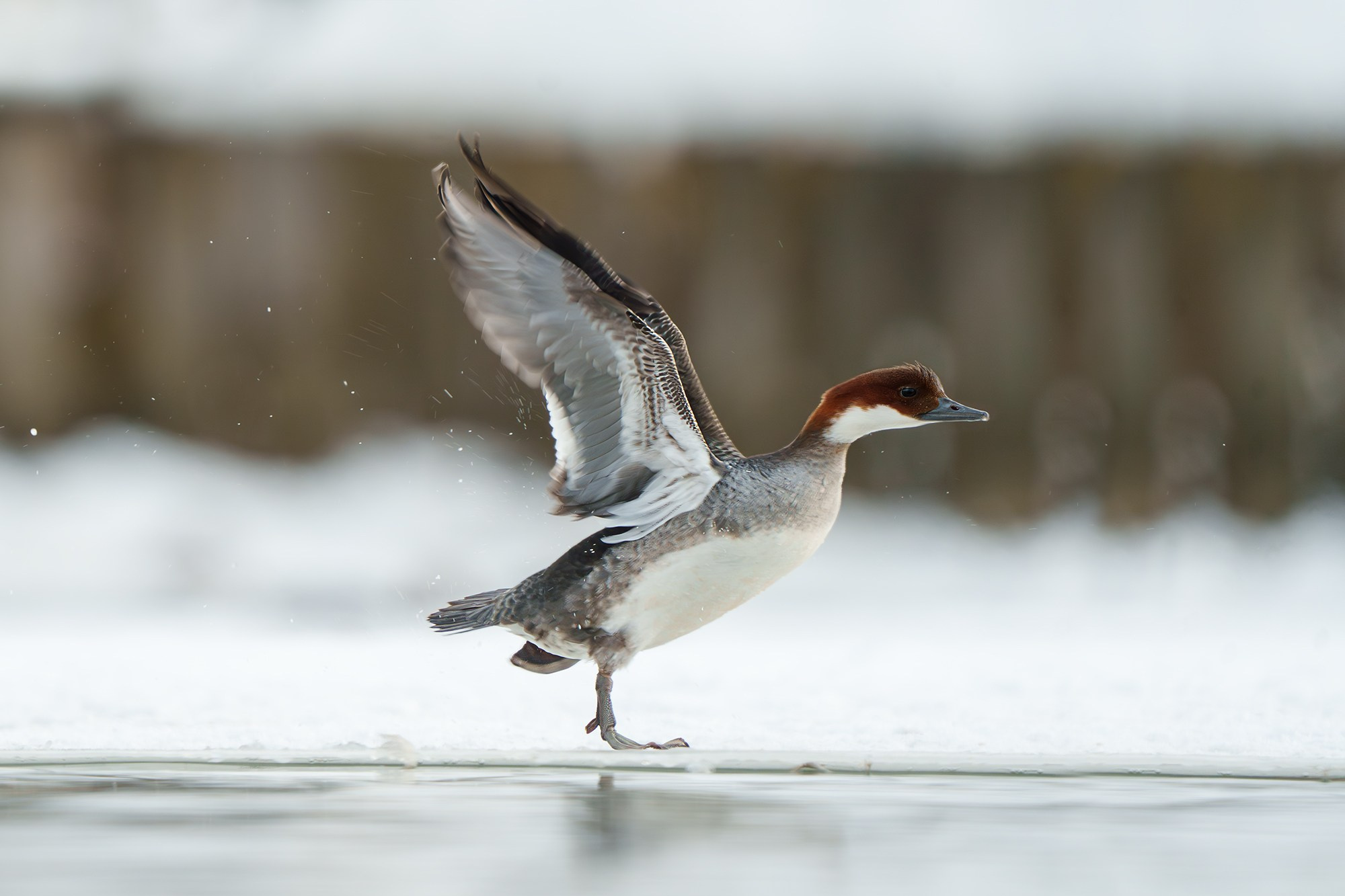 Удивительные мир птиц. Вокруг нас столько прекрасного — присмотритесь!. Ваш личный фотограф Марина Волкова