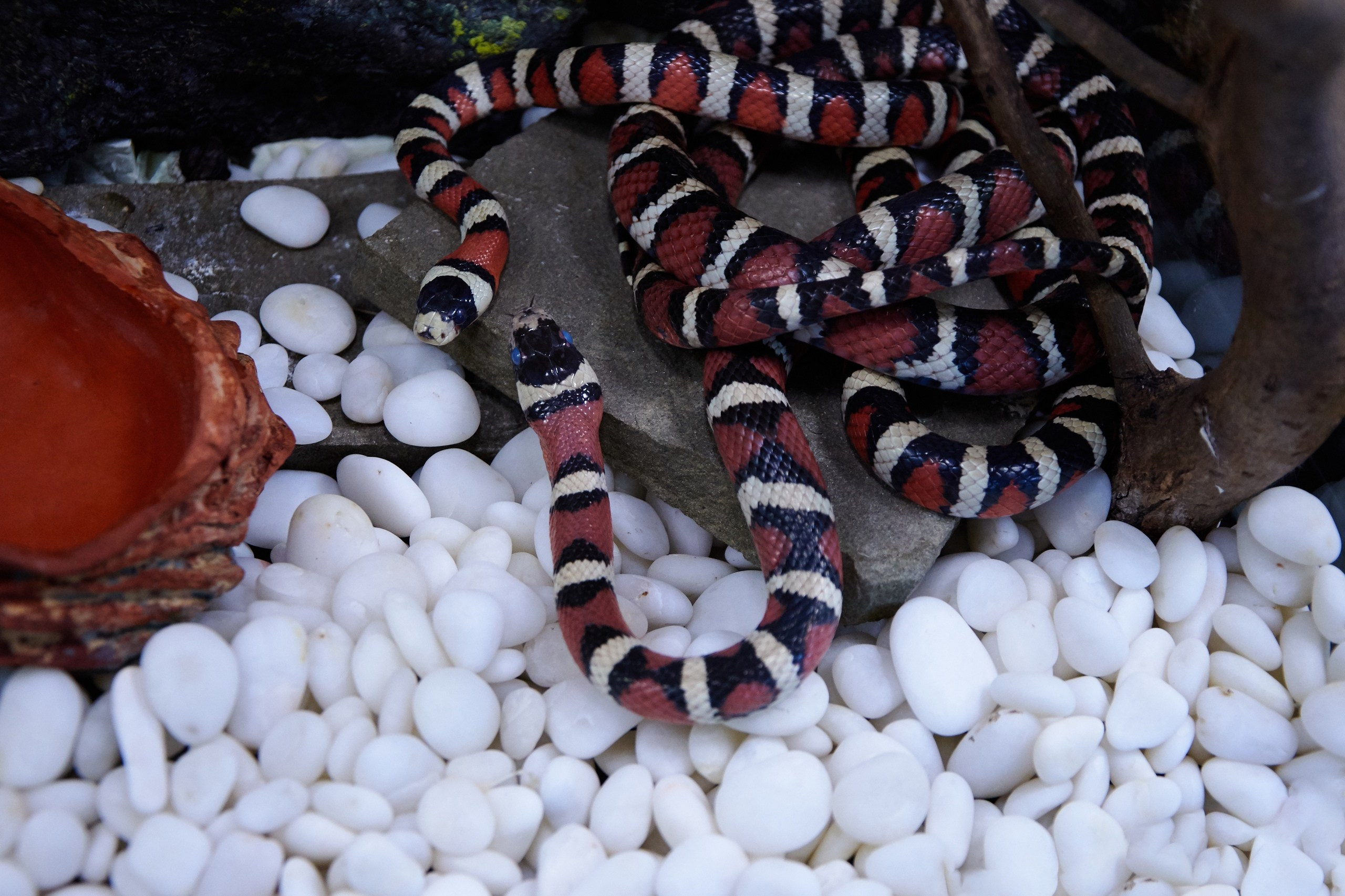 Ольга Чёкотова (Фотограф Кострома)