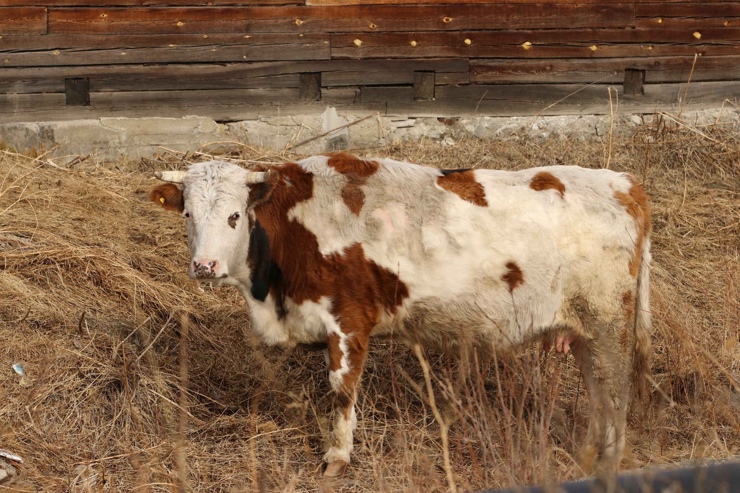 Аршан. Март 2023. Путешественник-фотограф из Санкт-Петербурга Татьяна Свистулина