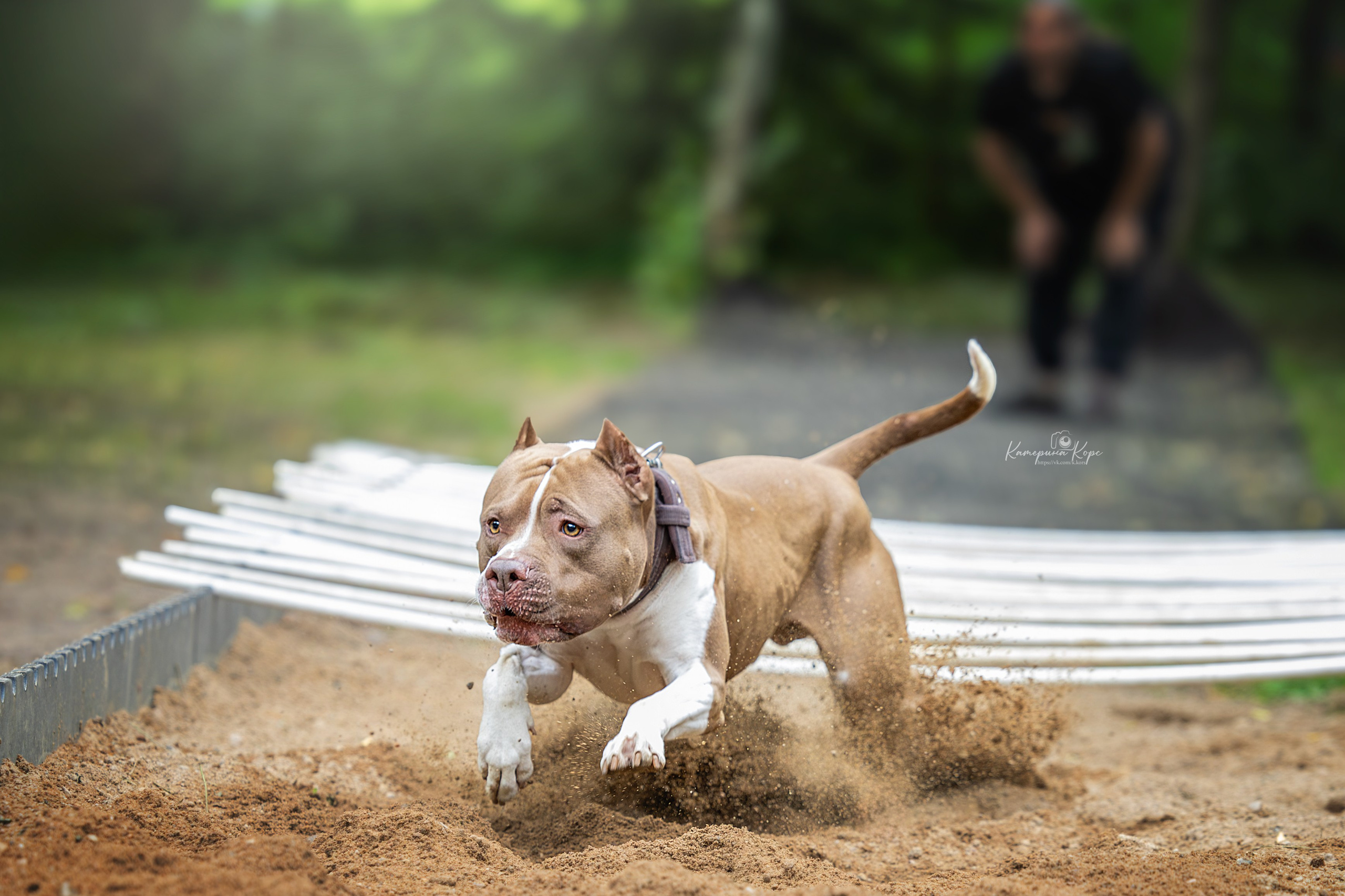 Соревнования BULL GAMES АПБТ Лакки. Фотограф-анималист Катерина Корс