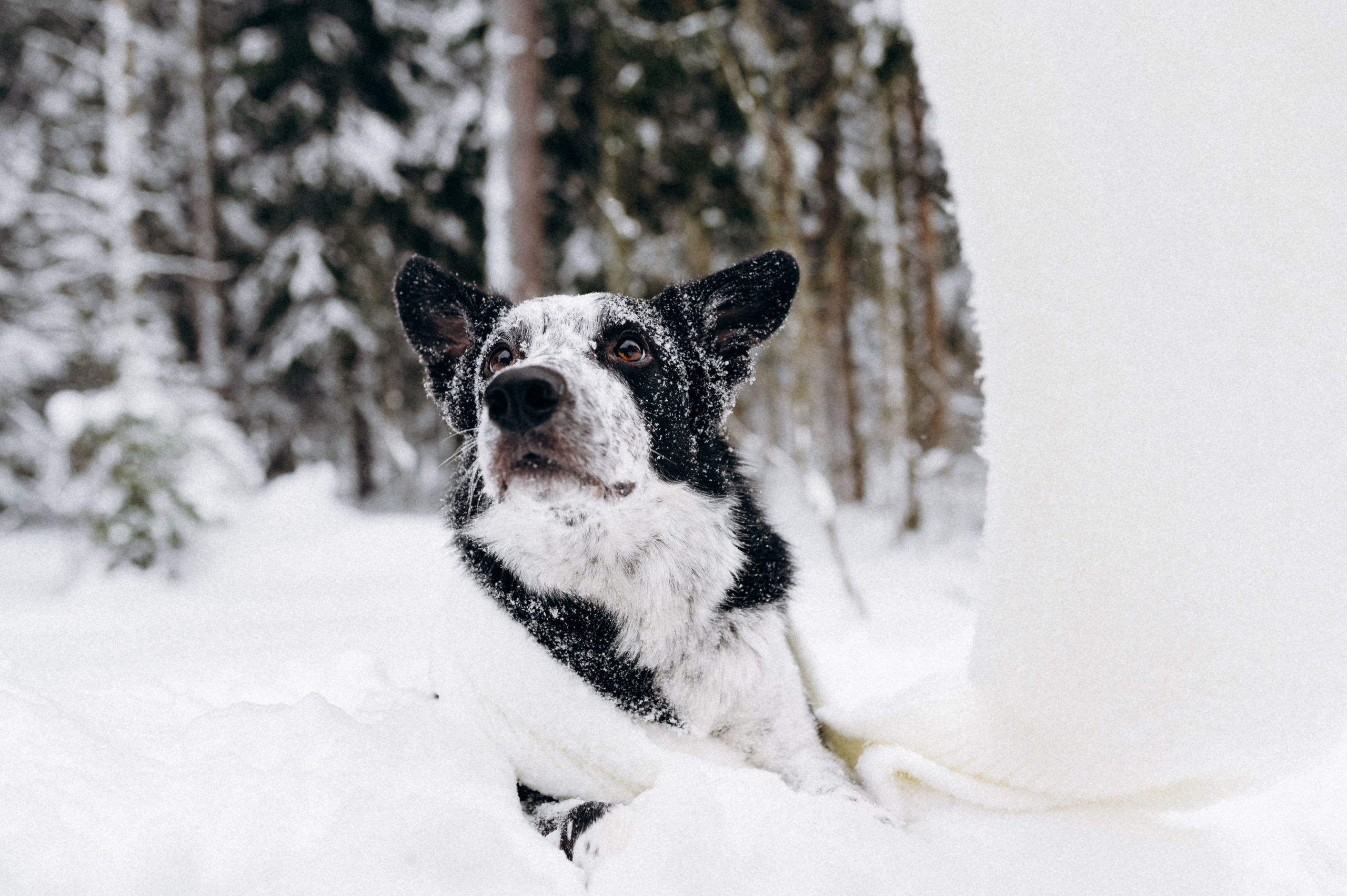 Аня и Милан. Фотограф анималист в Москве Ольга Агушева