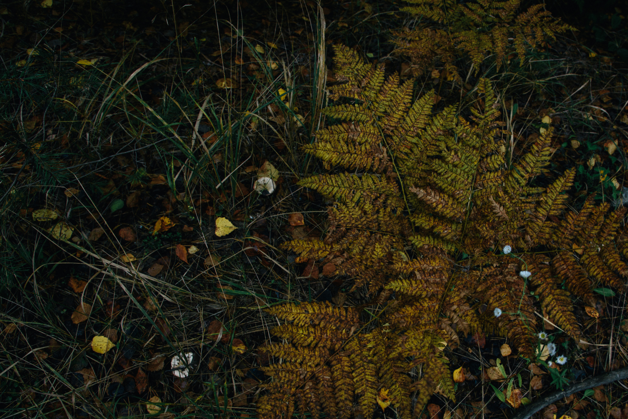 Фотосессия love story на природе. Фотограф Москва