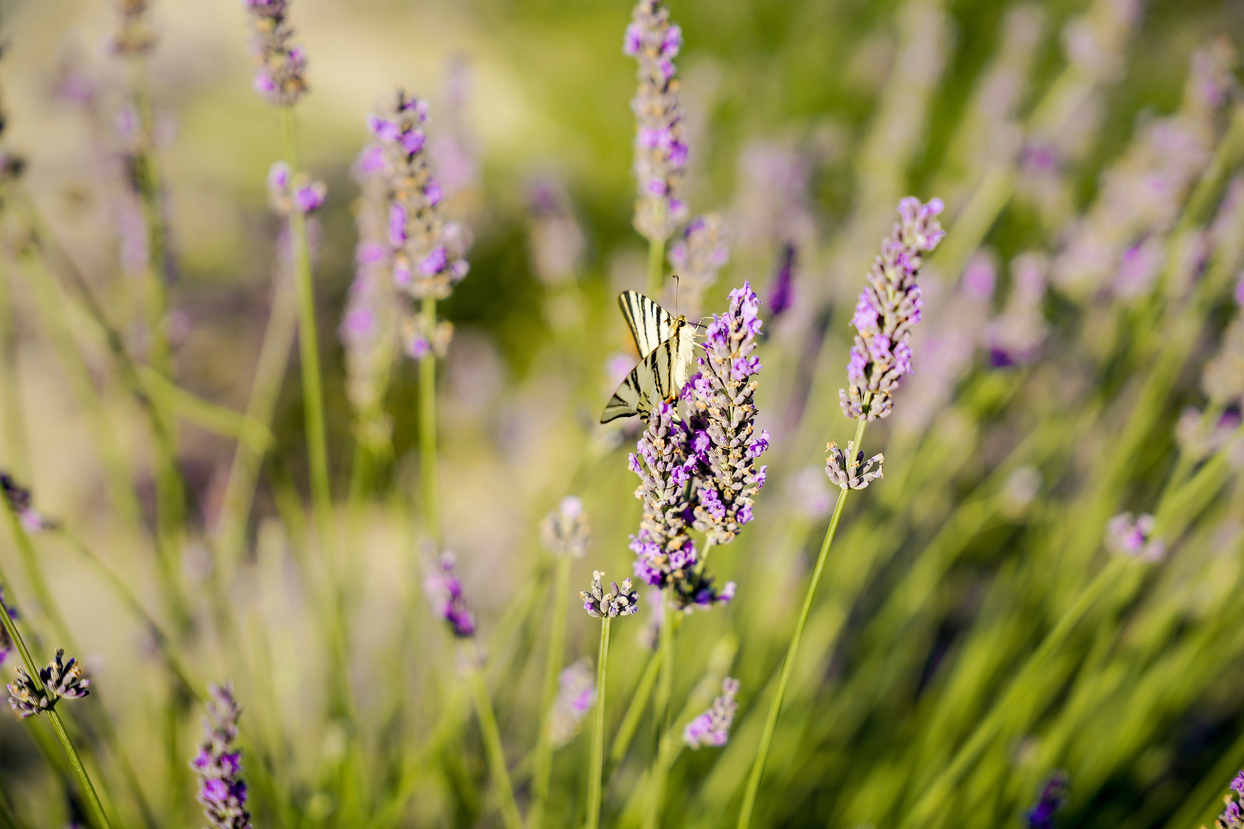 Семейная история в Maison Des Plantes. Фотограф Новороссийск | Геленджик и ЮФО Эльвина Ясинская