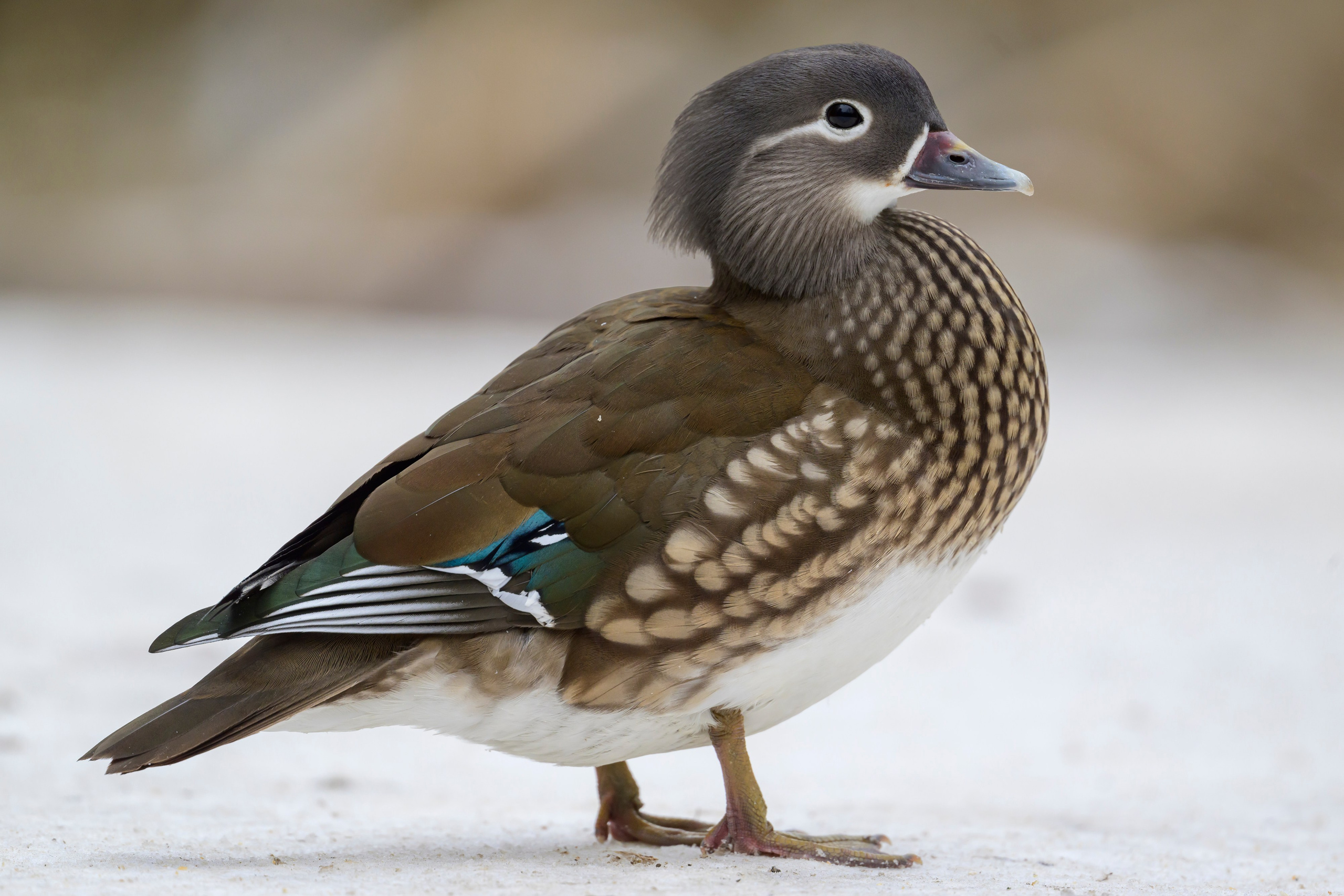 Мандаринки. Mandarin Ducks. Wildlife photography by Sergey Puponin