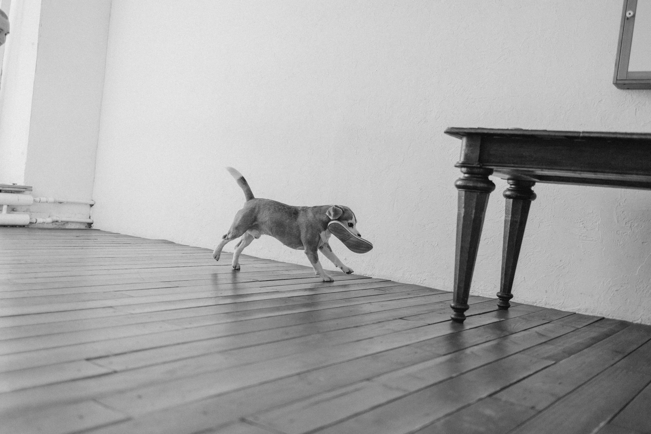 Даня и его семья. Фотограф — Анималист | Санкт-Петербург