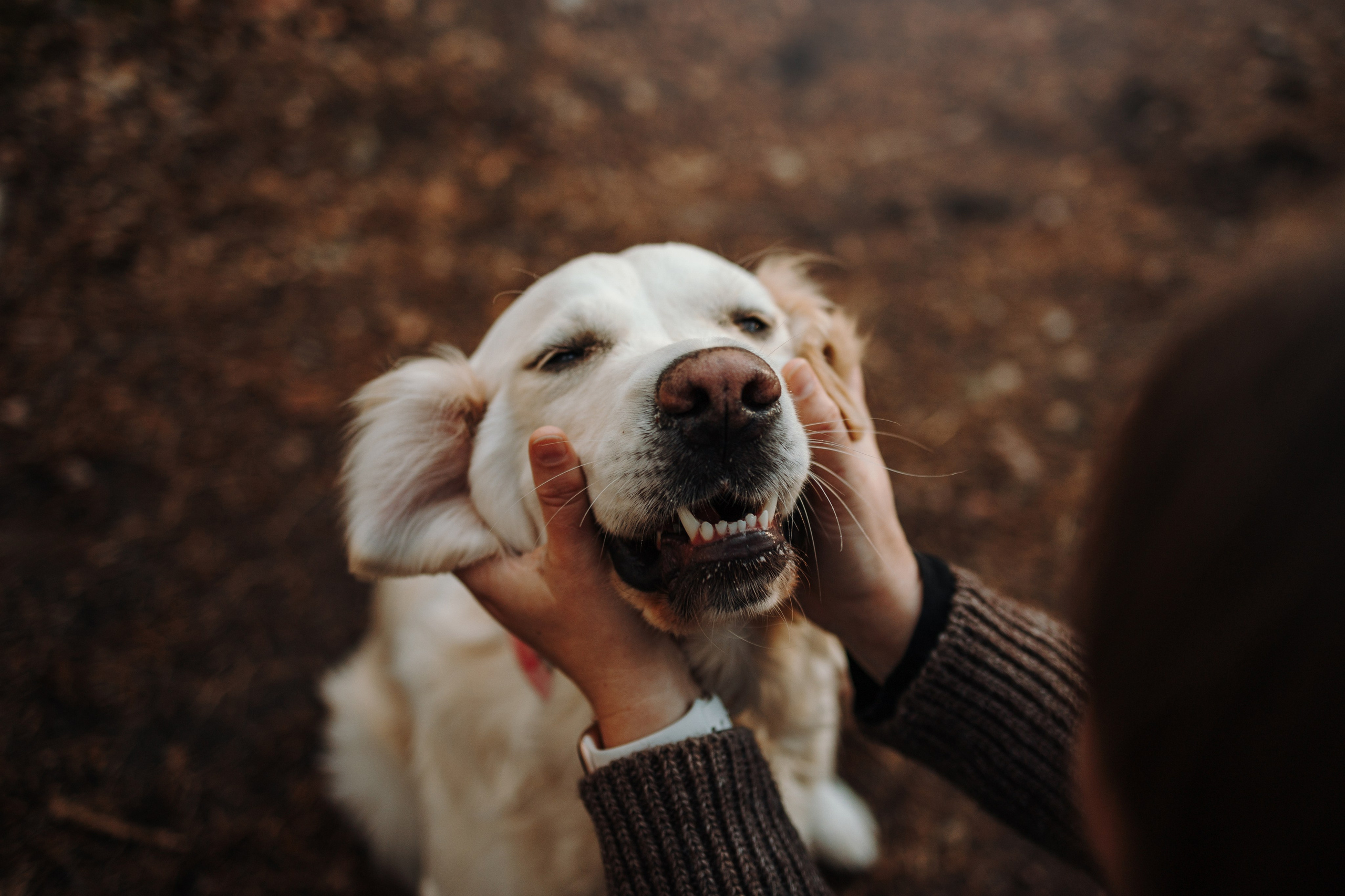 Катя и ее девочки. Фотограф — Анималист | Санкт-Петербург