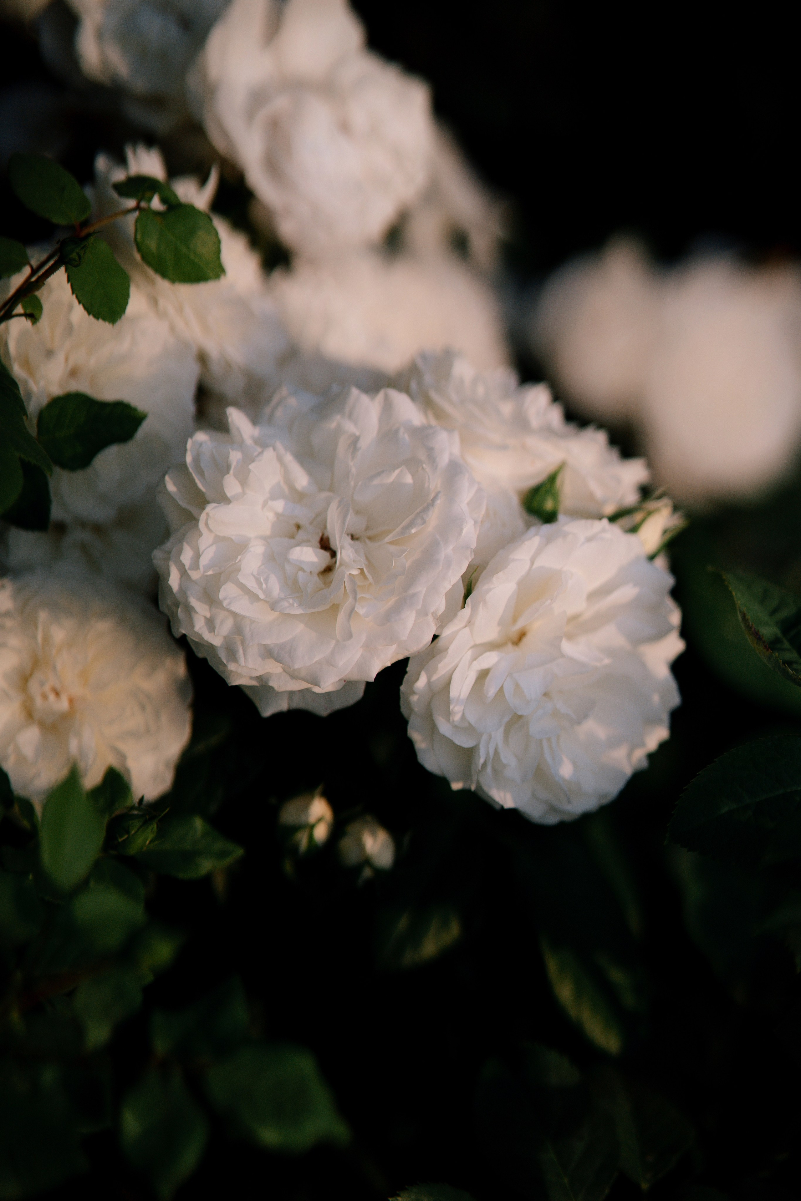 Юля Андрей. Свадебный фотограф Воронеж